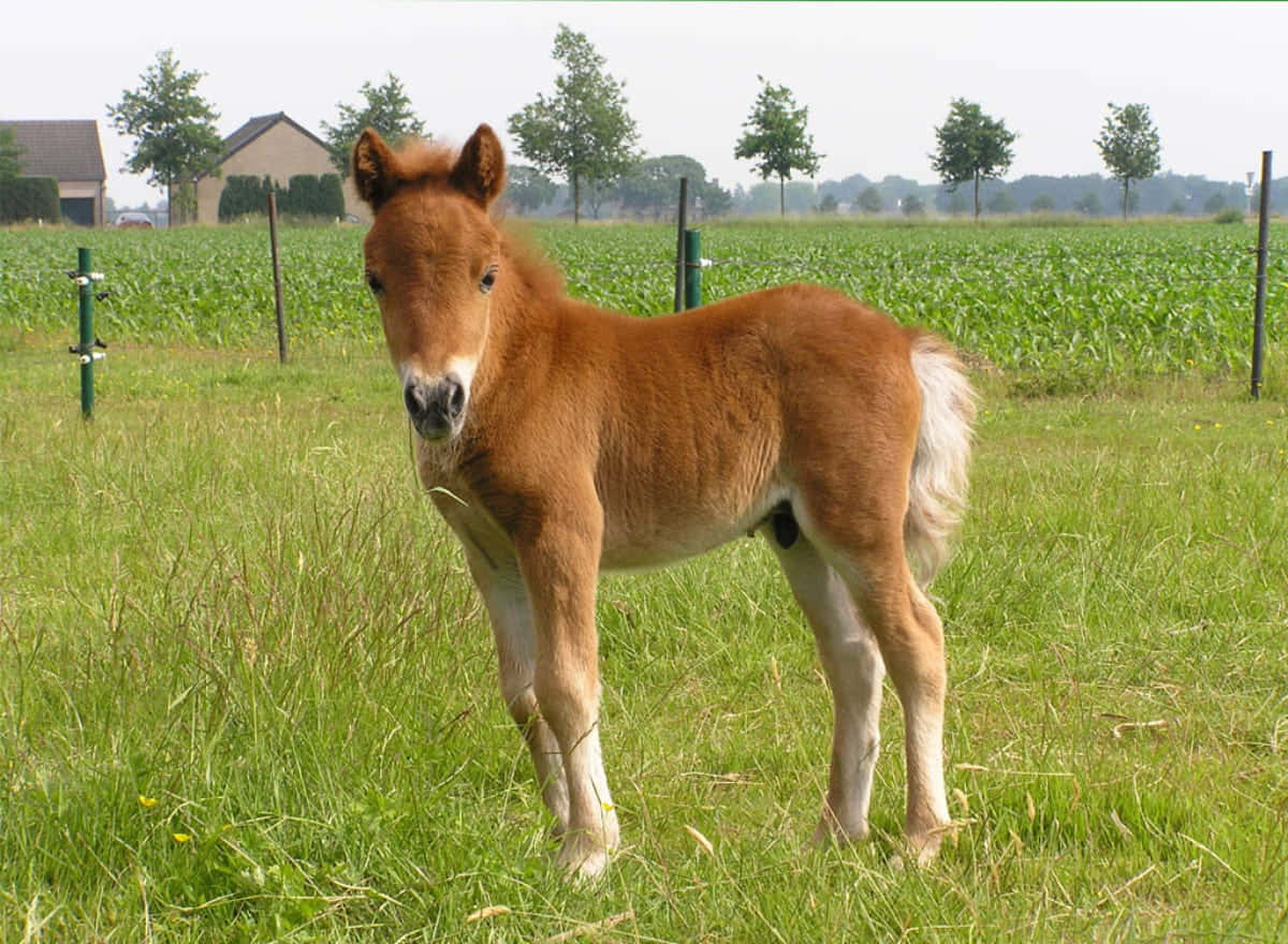 Se dette nuttede hest! Wallpapers