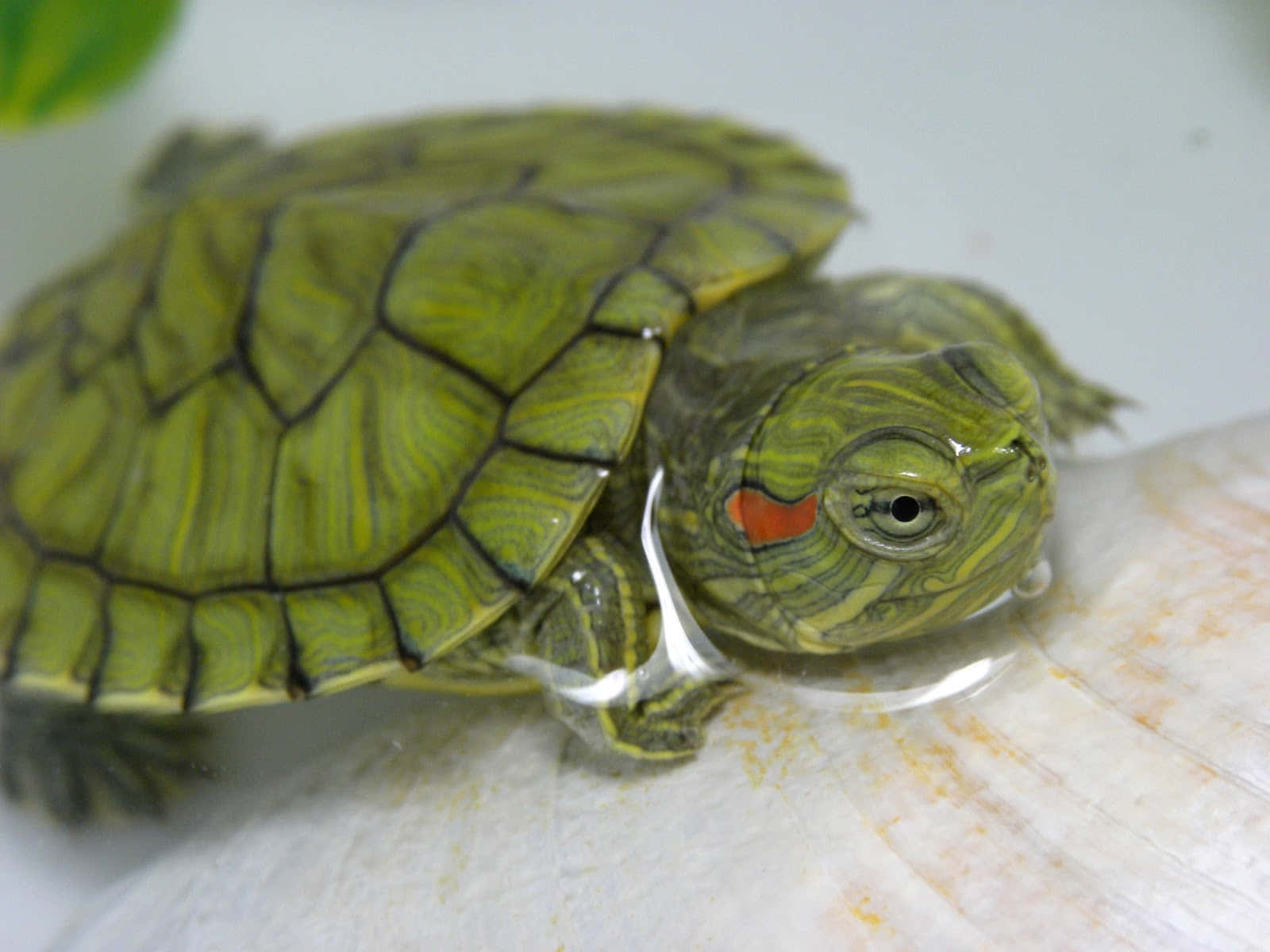 Se dette søde skildpadde! Wallpapers