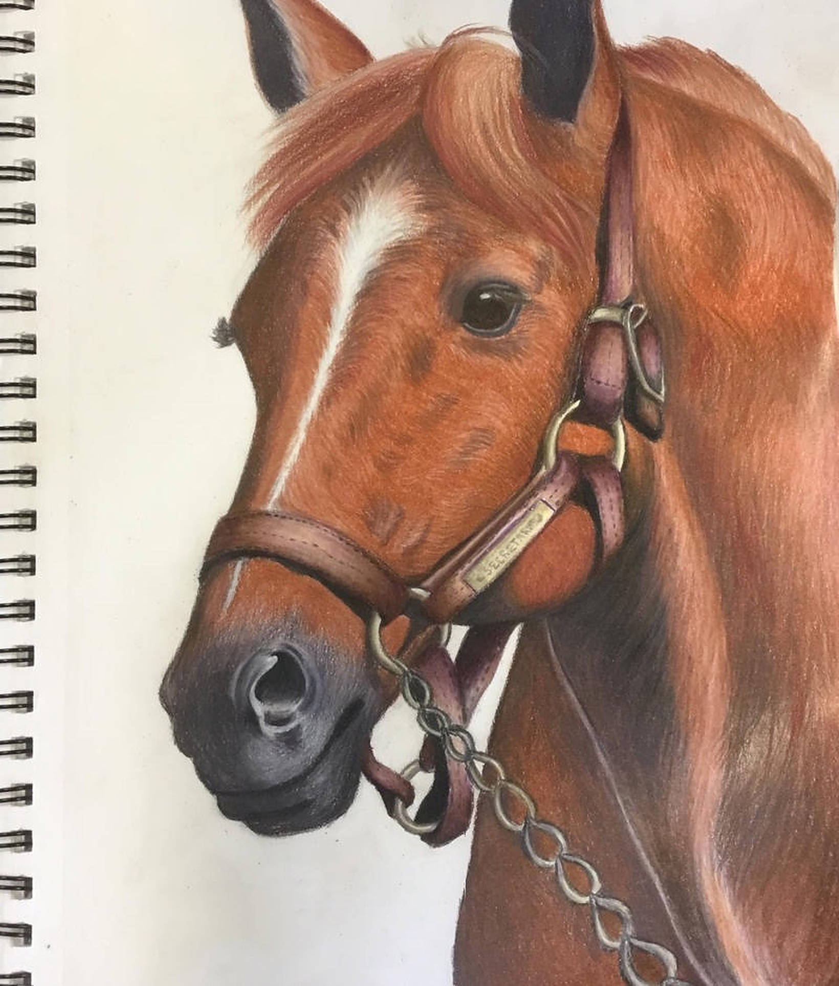 Secretariat Tegning Wallpapers