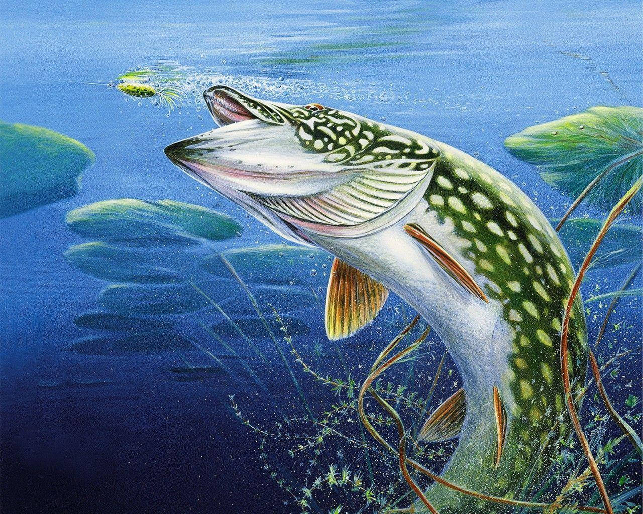 Sej fiskemaleri Wallpapers