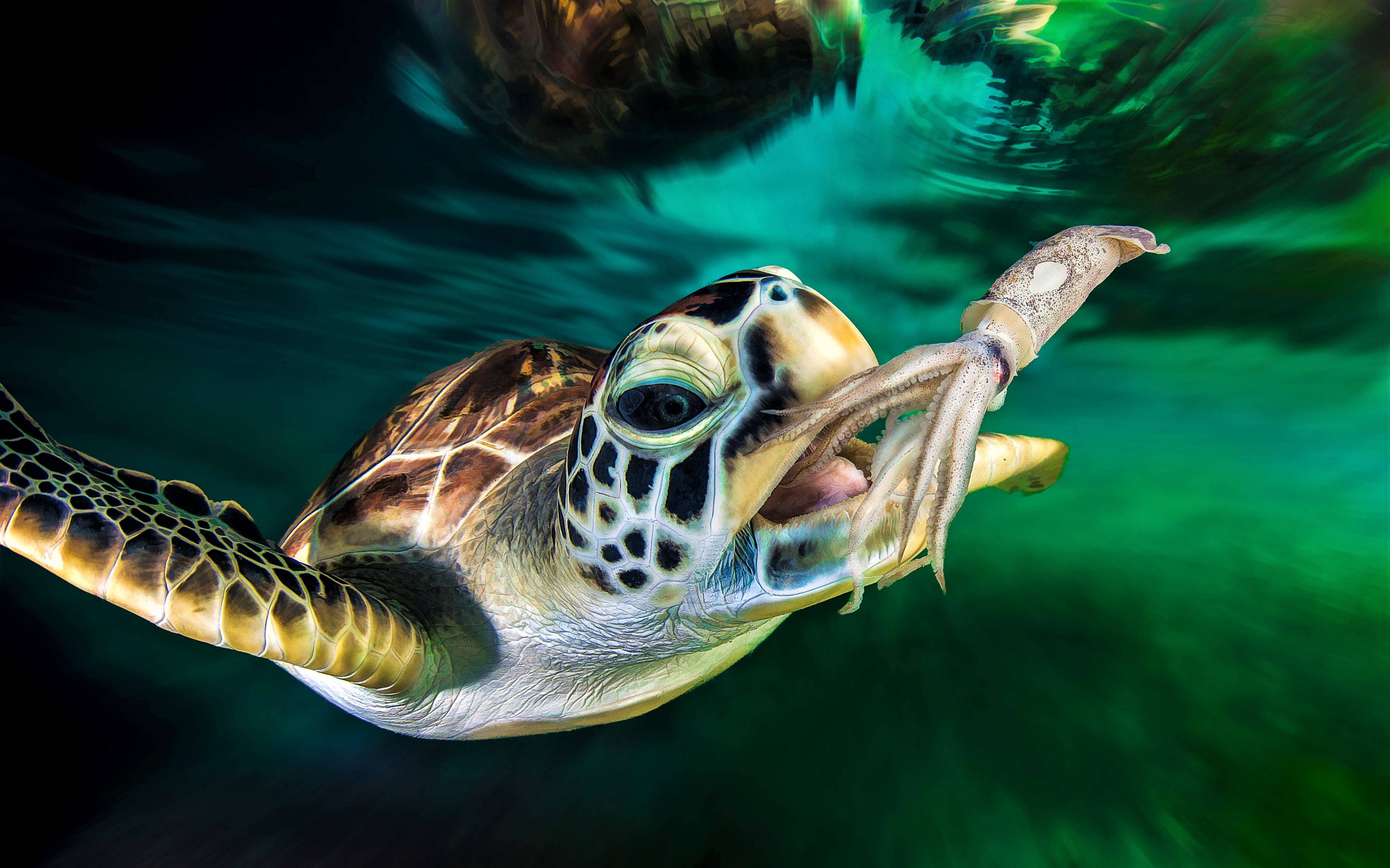 Sej Skildpadde Fanger Blæksprutte Wallpapers