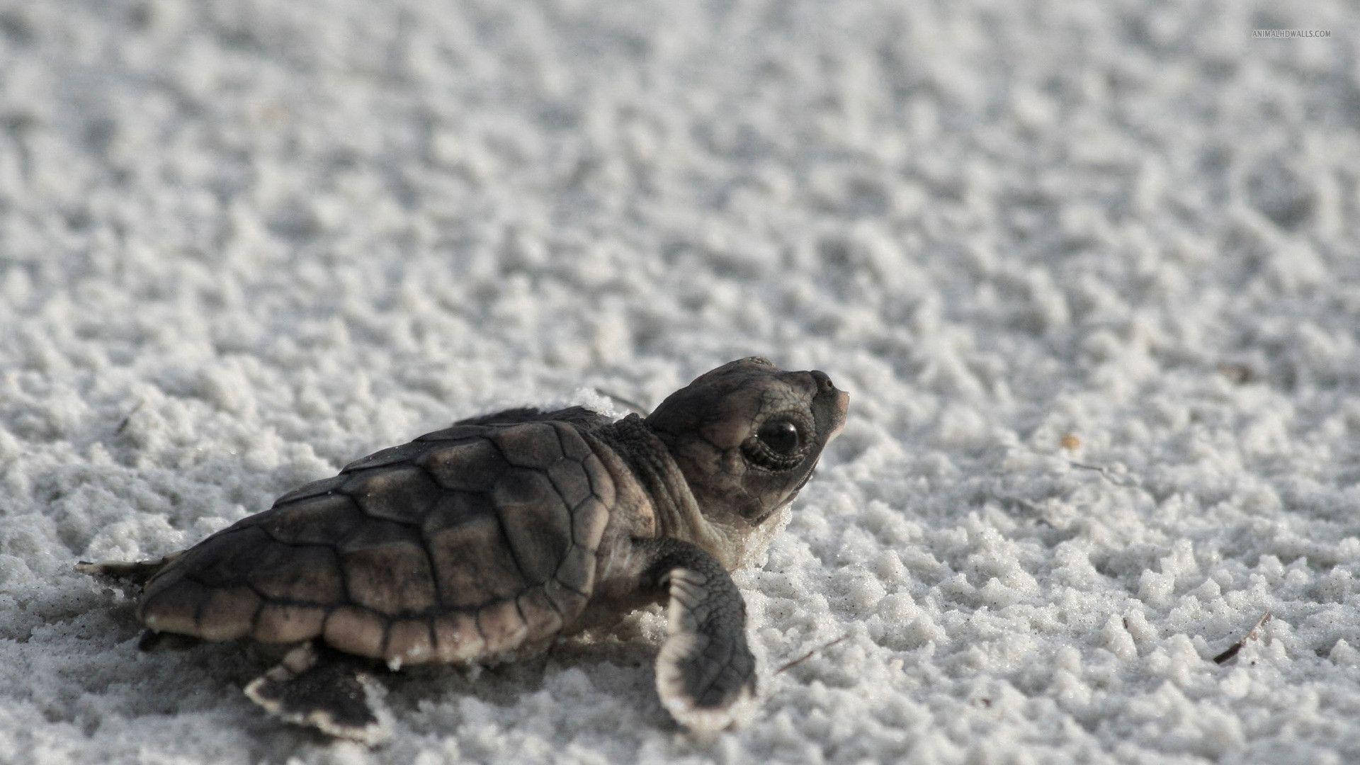 Sej skildpadde i hvidt sand Wallpapers