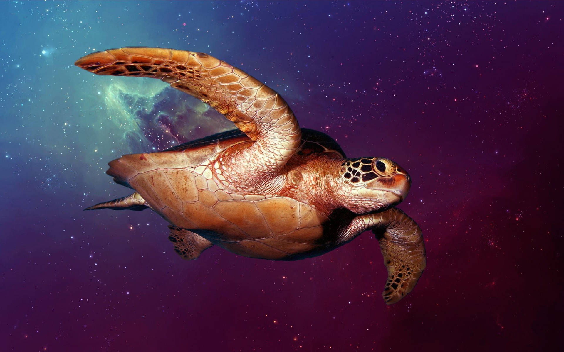 Sej skildpadde i det ydre rum Wallpapers