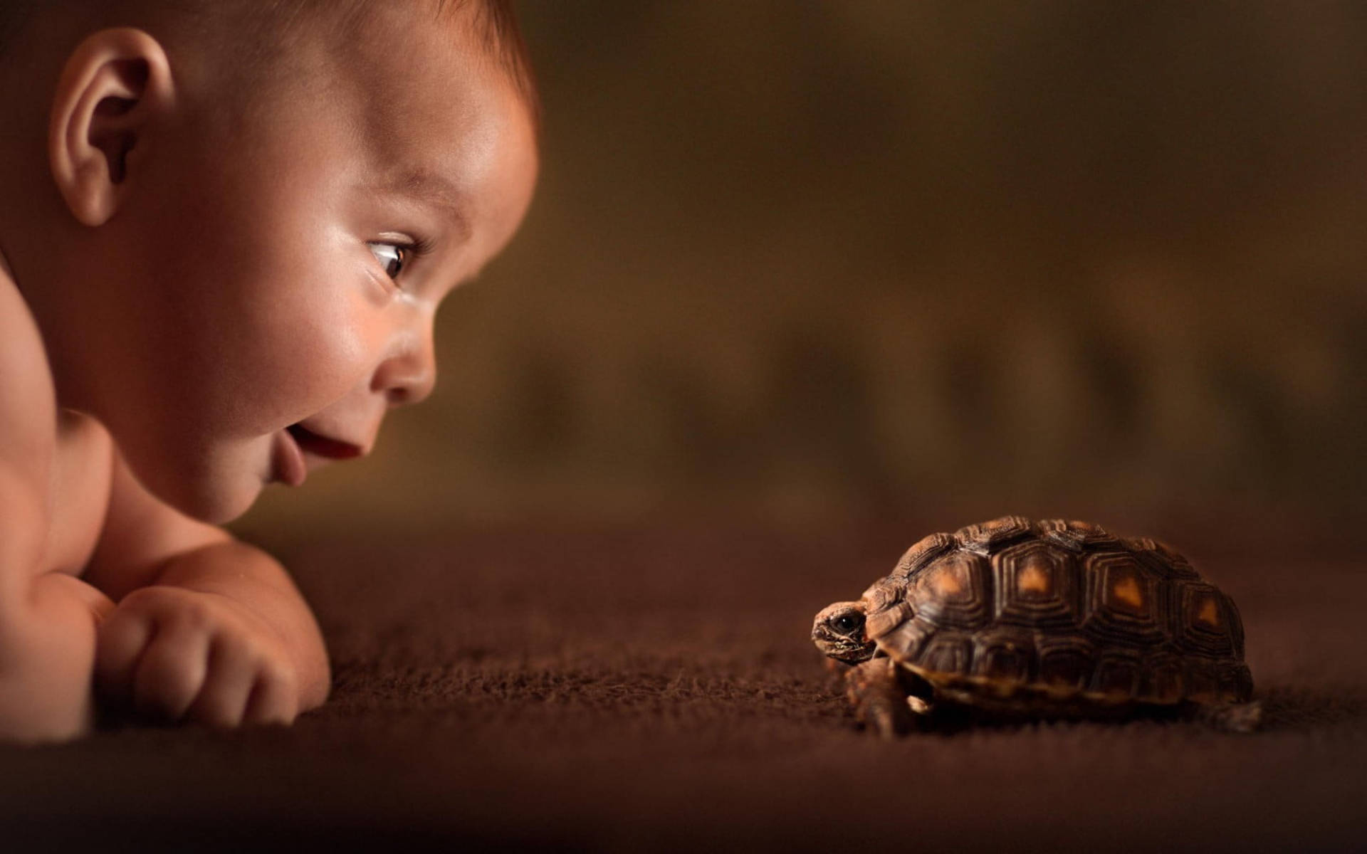 Sej skildpadde med baby Wallpapers