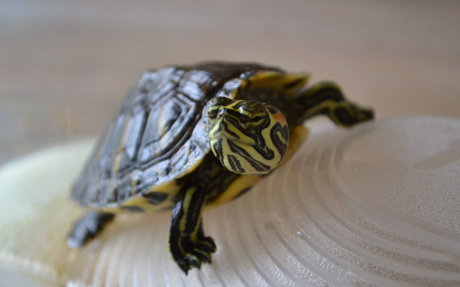 Sej skildpadde på hvid skal Wallpapers