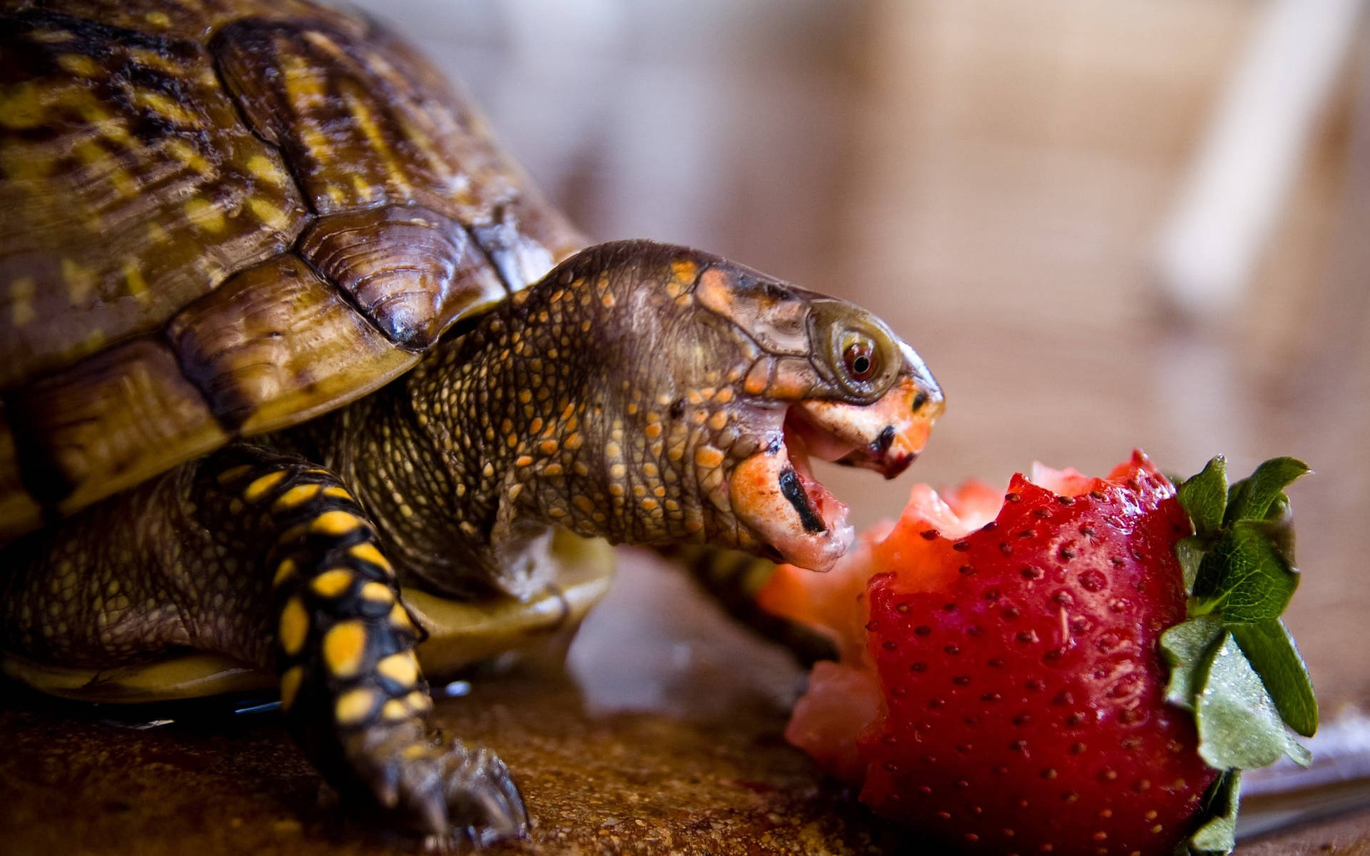 Sej Skildpadde Spiser Jordbær Wallpapers