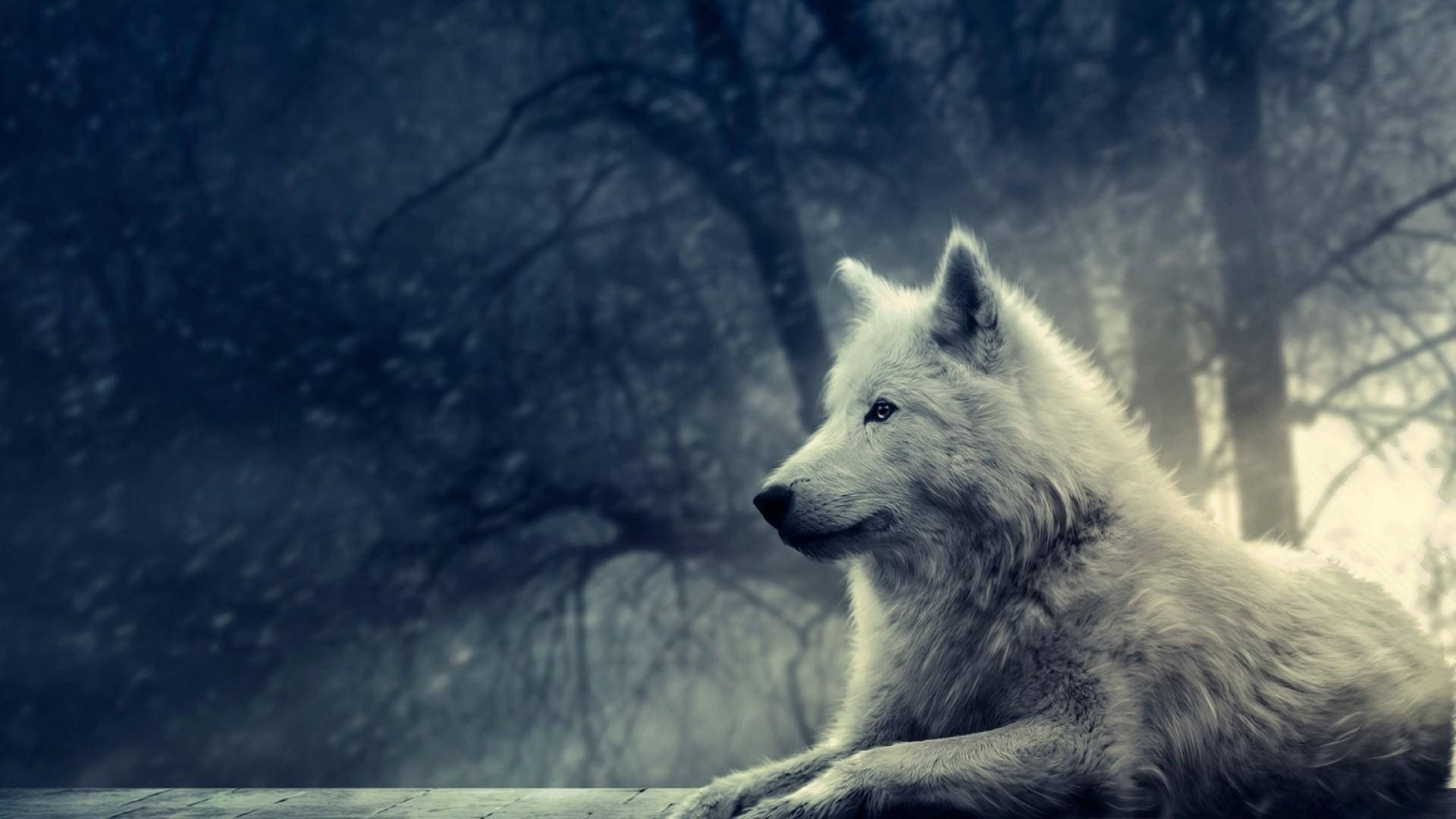 Sej ulv i skoven Wallpapers