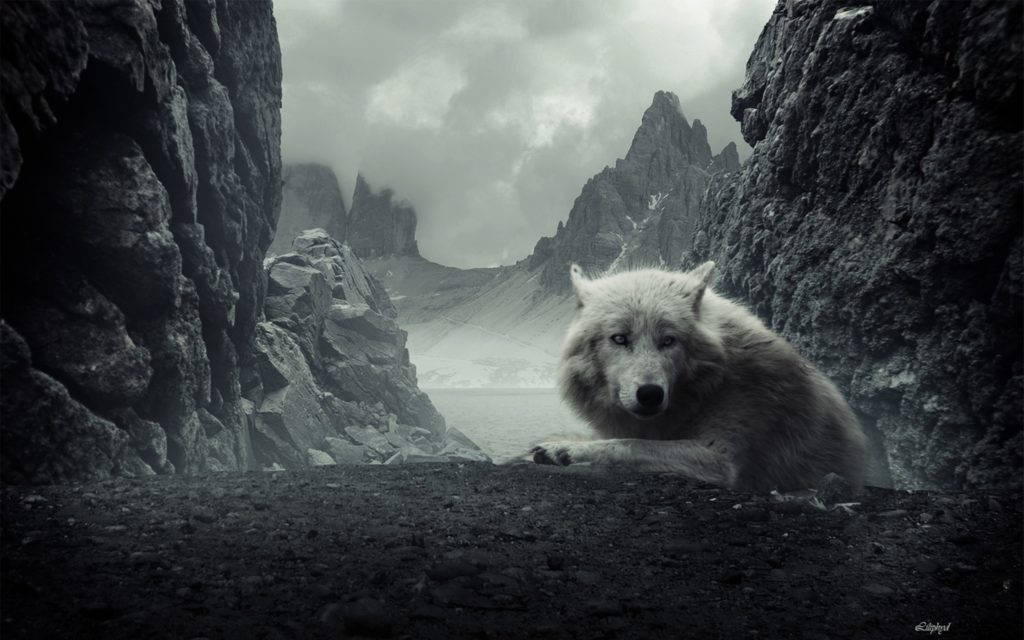 Sej Ulv Rocky Mountains Wallpapers
