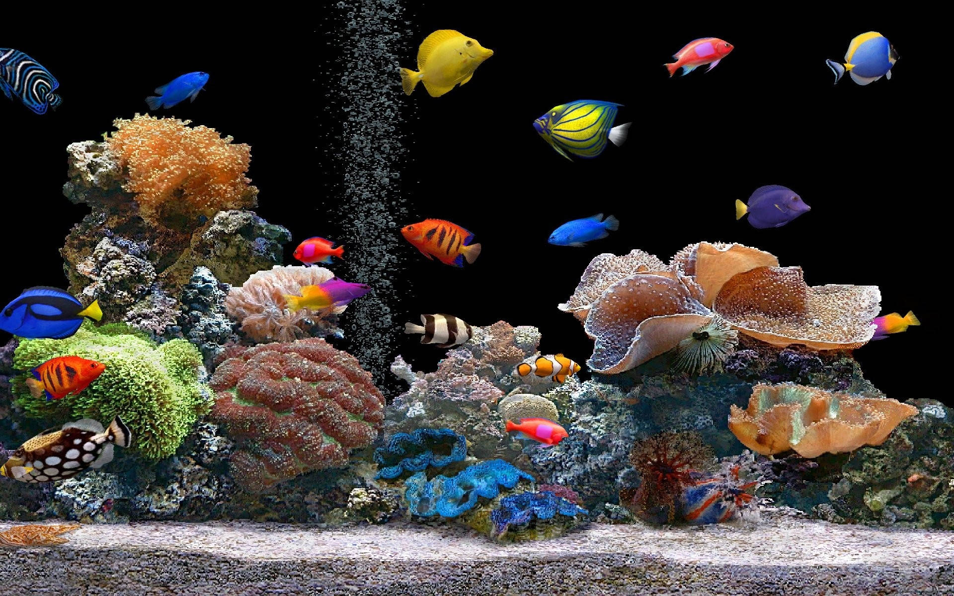 Seje fisk i akvariet Wallpapers