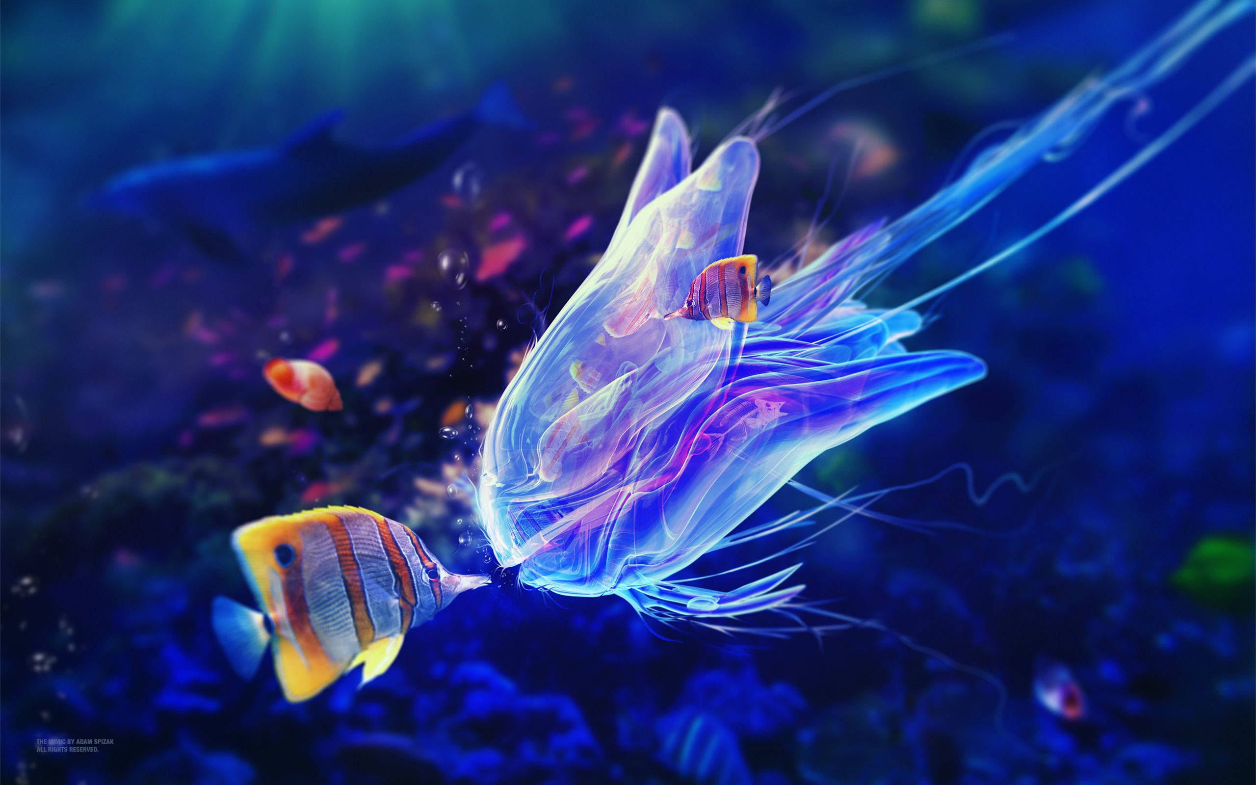 Seje fisk med vandmand Wallpapers
