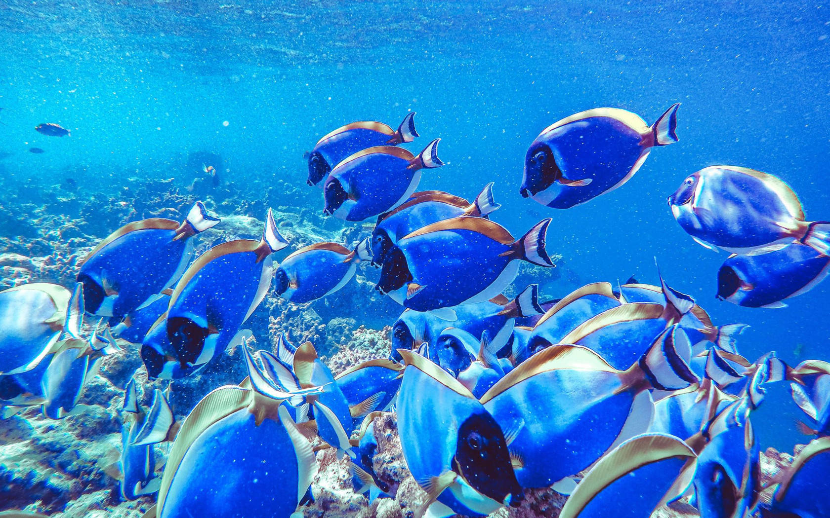 Seje fisk under havet Wallpapers