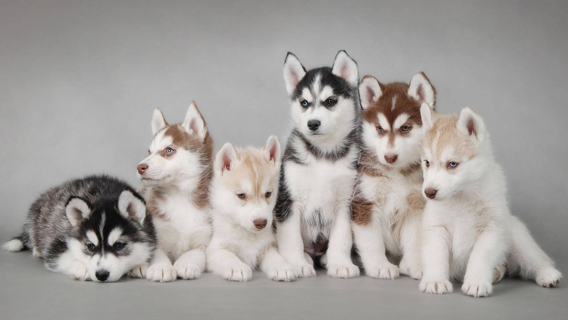 Seks Husky Hvalpe Fotografering Wallpapers