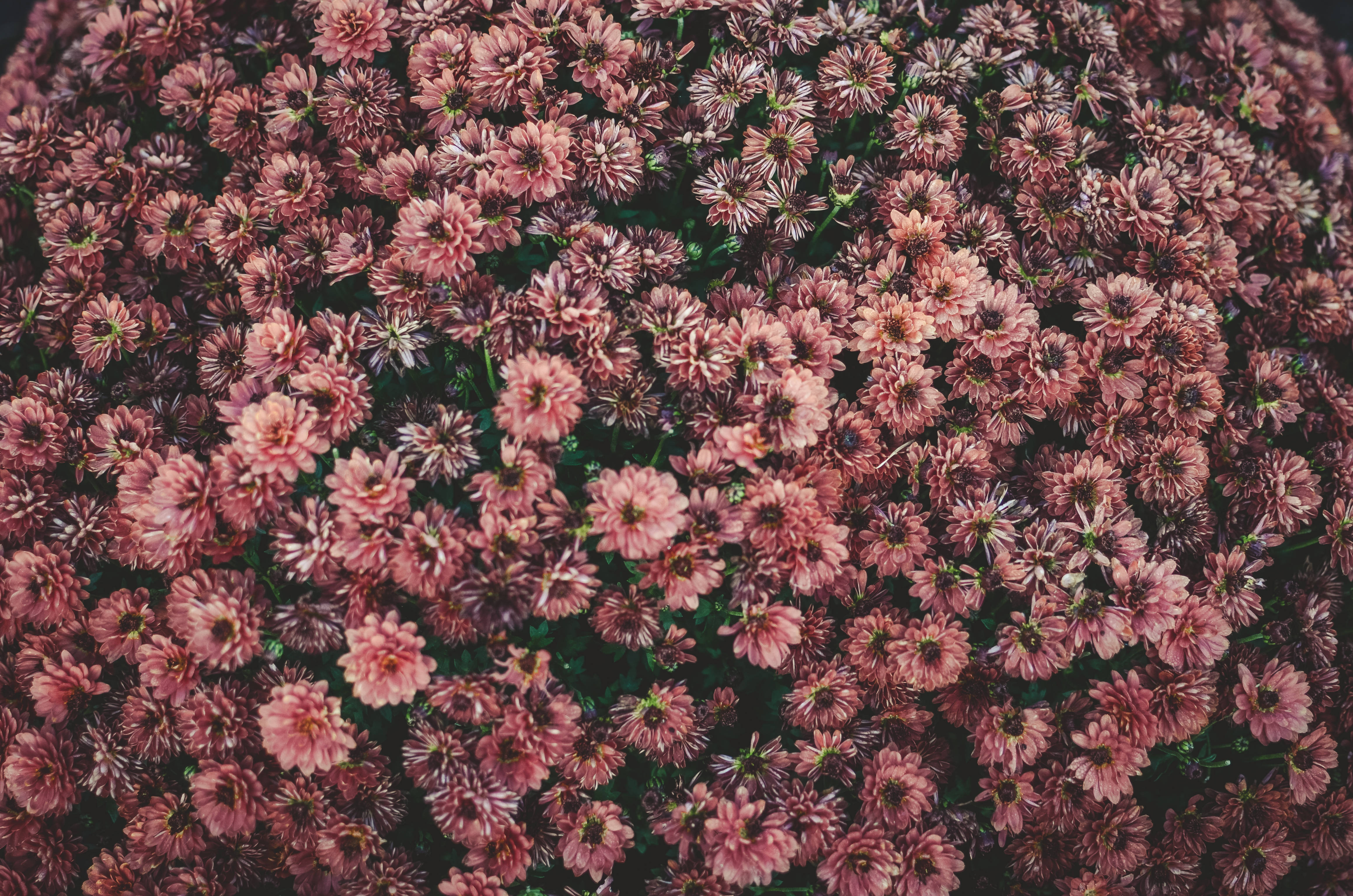 Seng af lyserøde æstetiske blomster Wallpapers