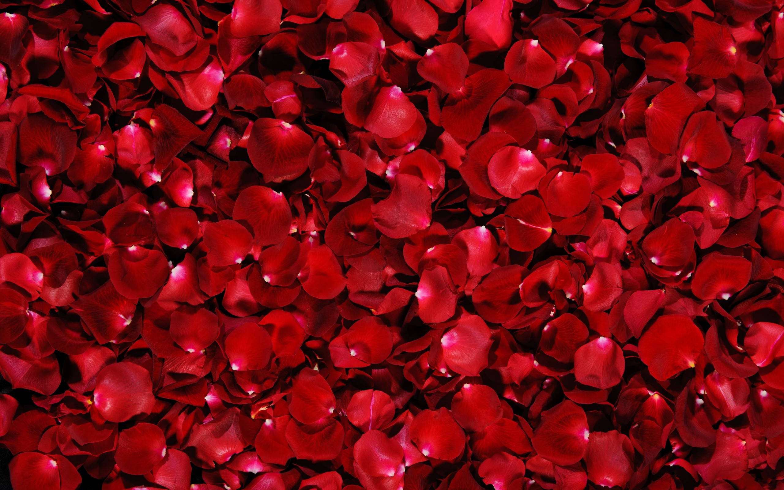 Seng af rosenblomster Wallpapers