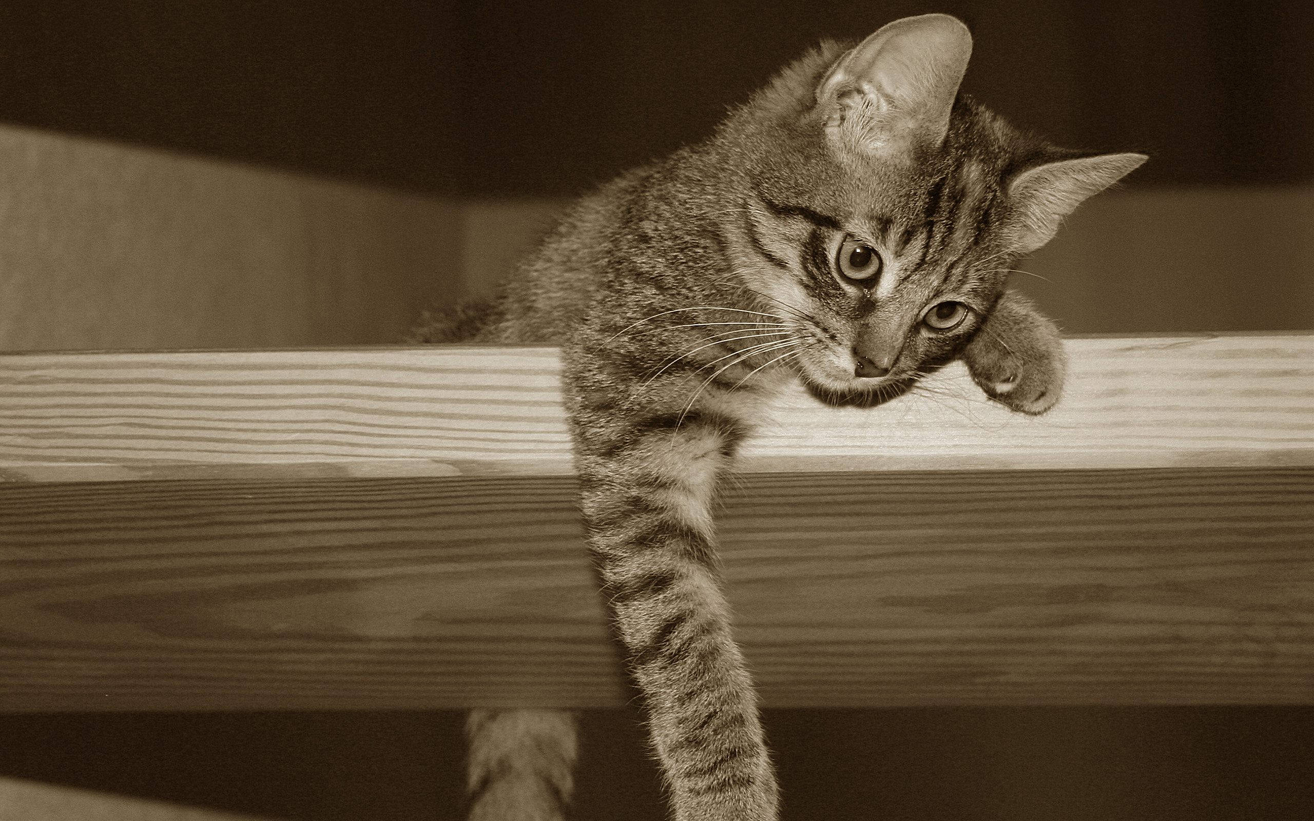 Sepia-foto af nuttet kat på en hylde Wallpapers