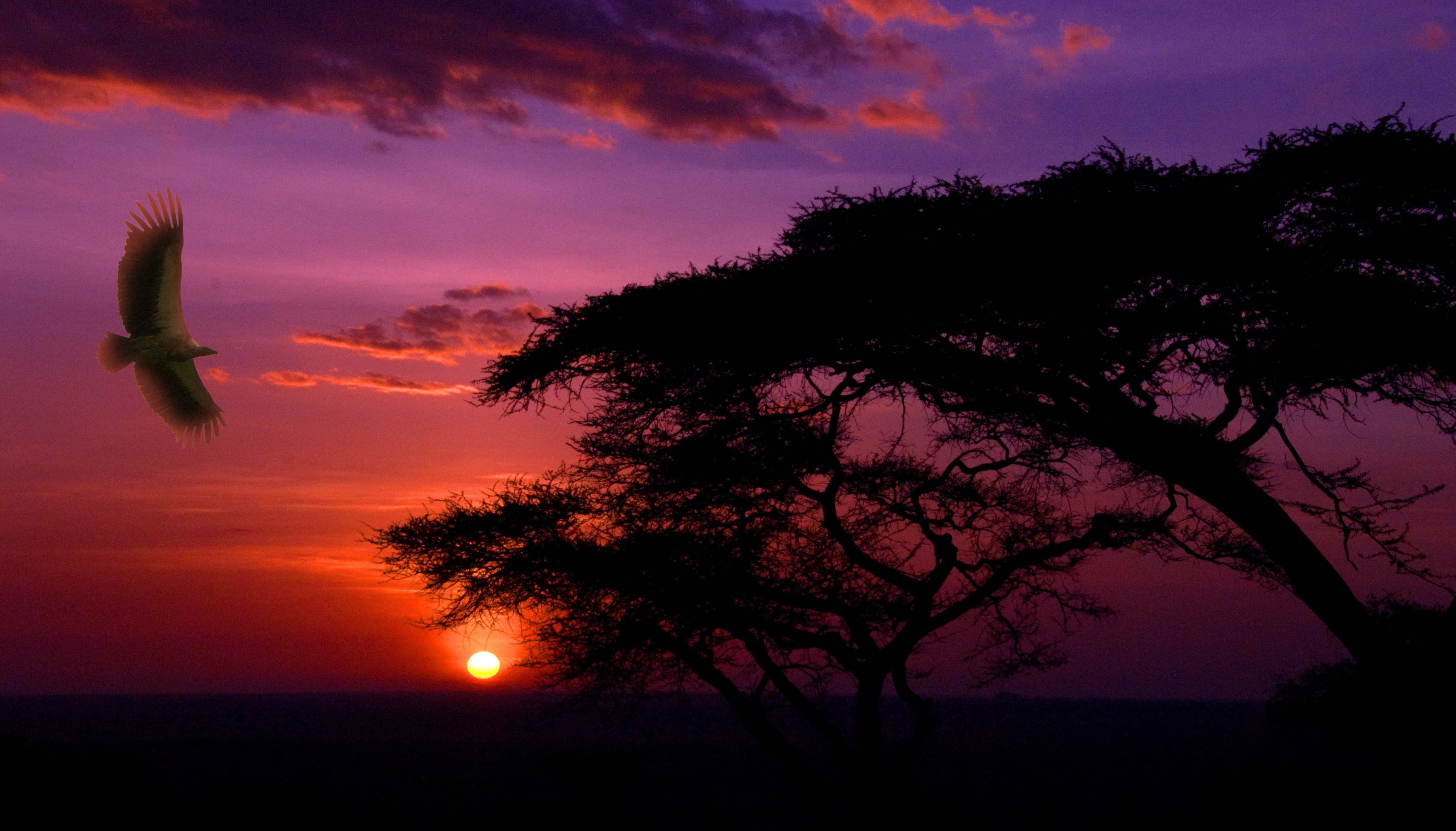 Serengeti National Park Smuk Solnedgang Wallpapers