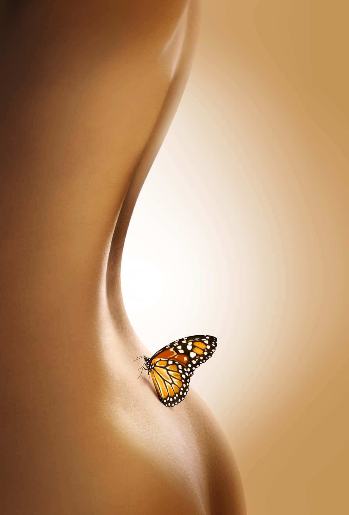 Sexet krop med sommerfugl Wallpapers