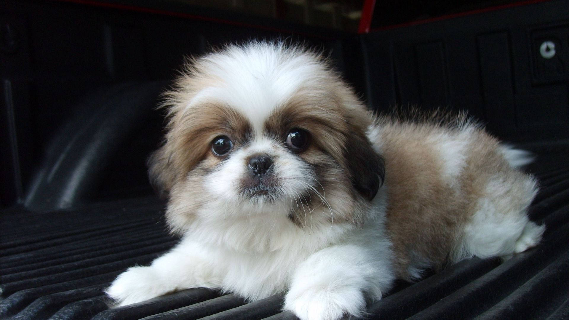 Shih Tzu hvalp kigger ind i kameraet Wallpapers