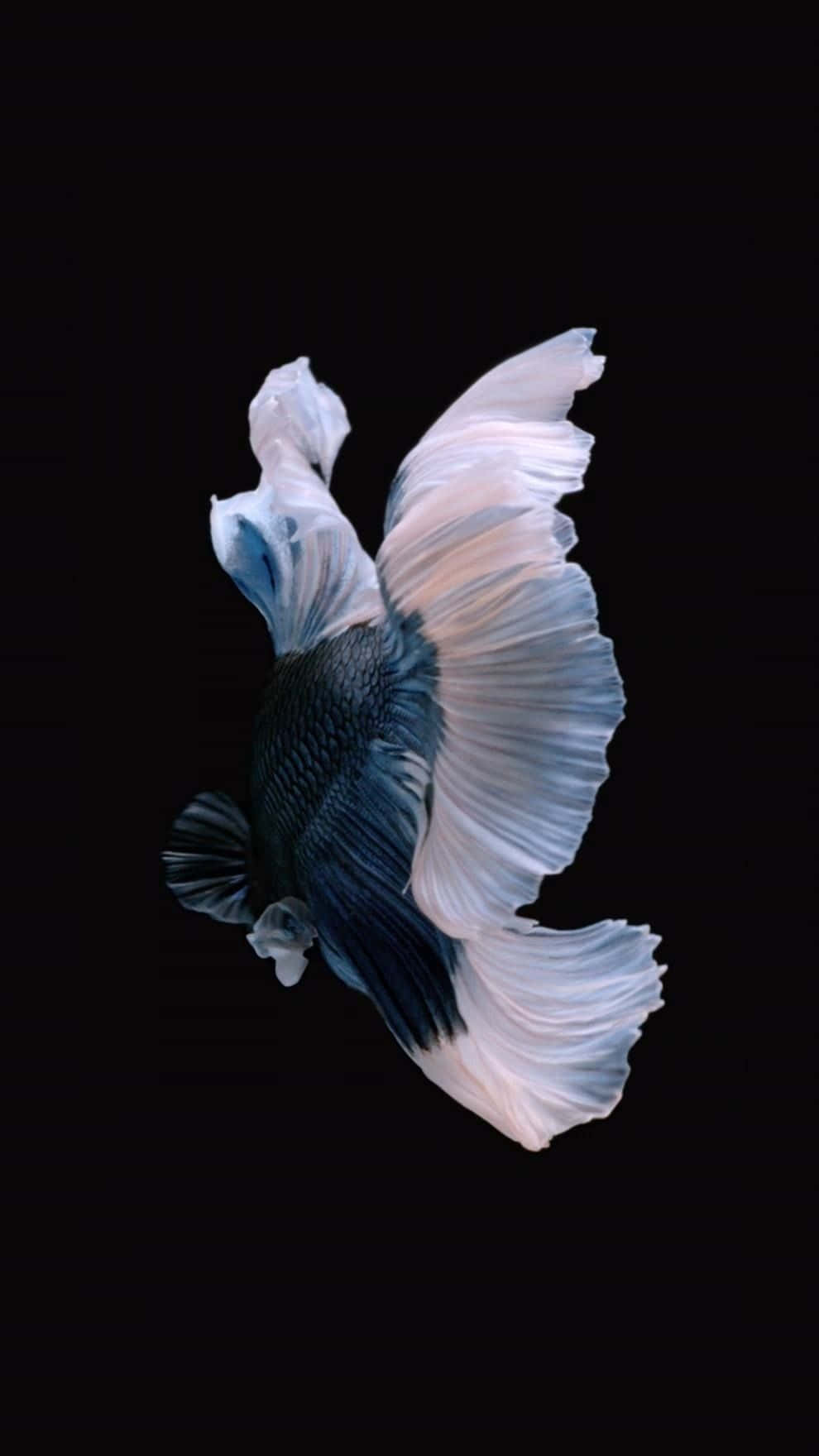 Siamesisk kampfisk iPhone 7 Plus Live Wallpapers