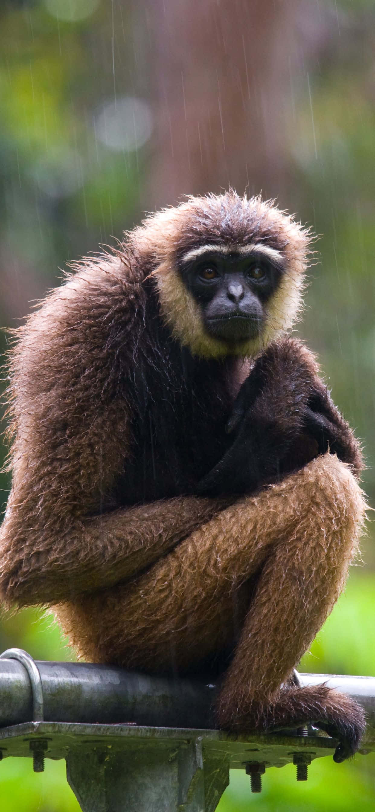 Sig hej til den nye iPhone Xs Max Gibbon Wallpapers