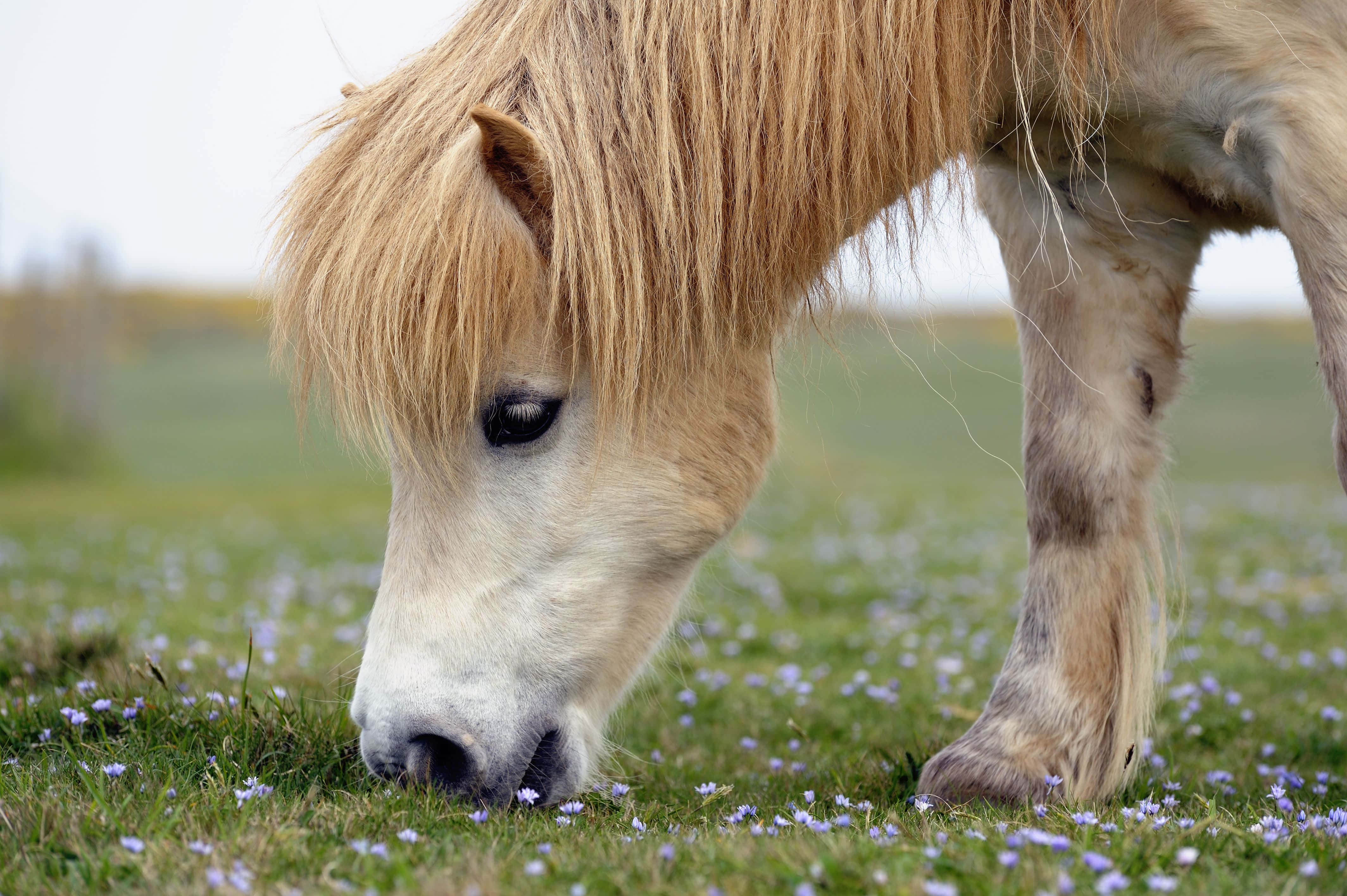 Sig hej til den sødeste hest i byen! Wallpapers