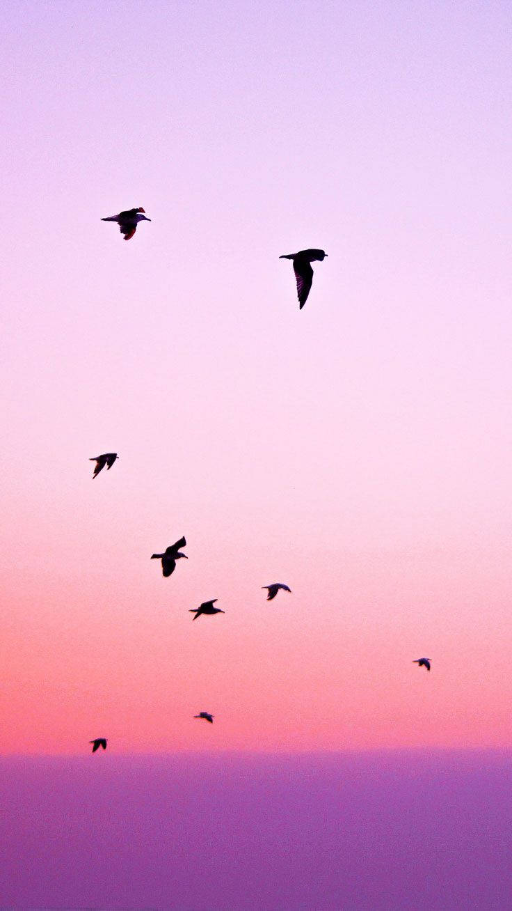 Silhuet af fugle i flugt ved solnedgang Wallpapers