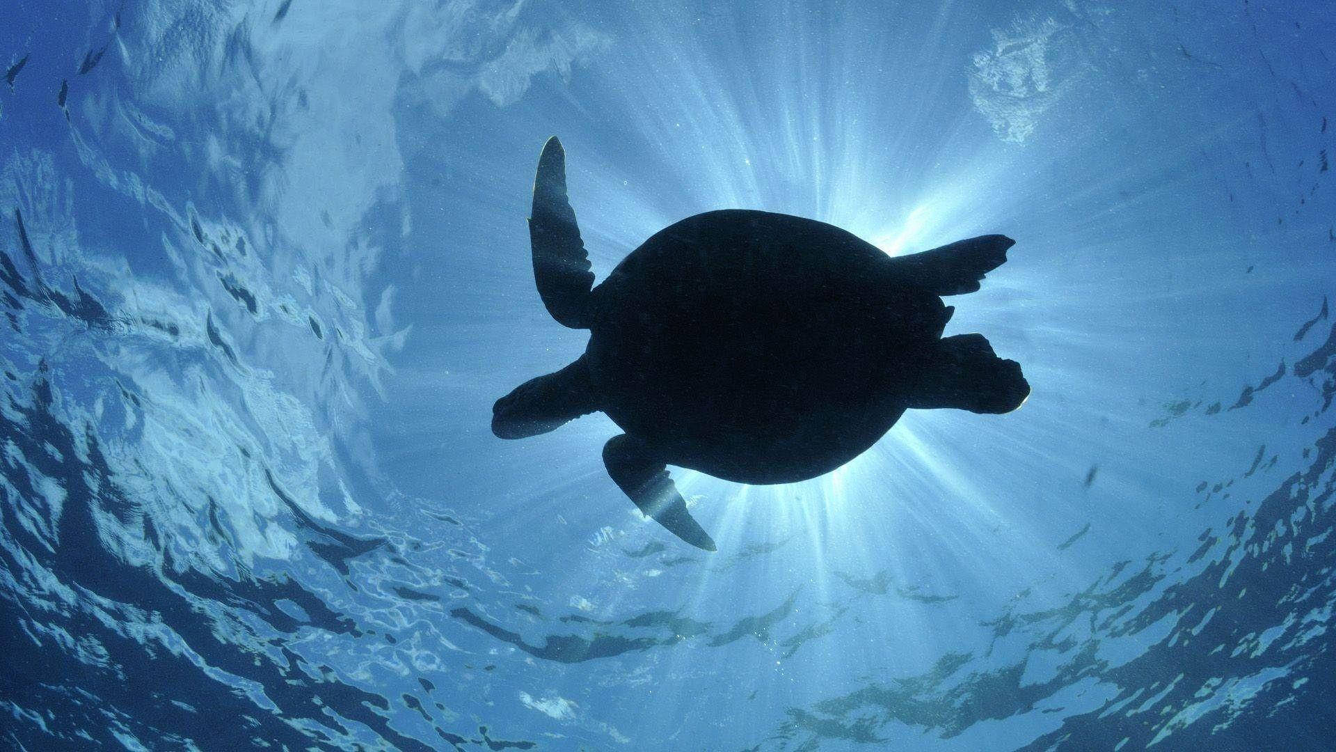 Silhuet af havskildpadde Wallpapers