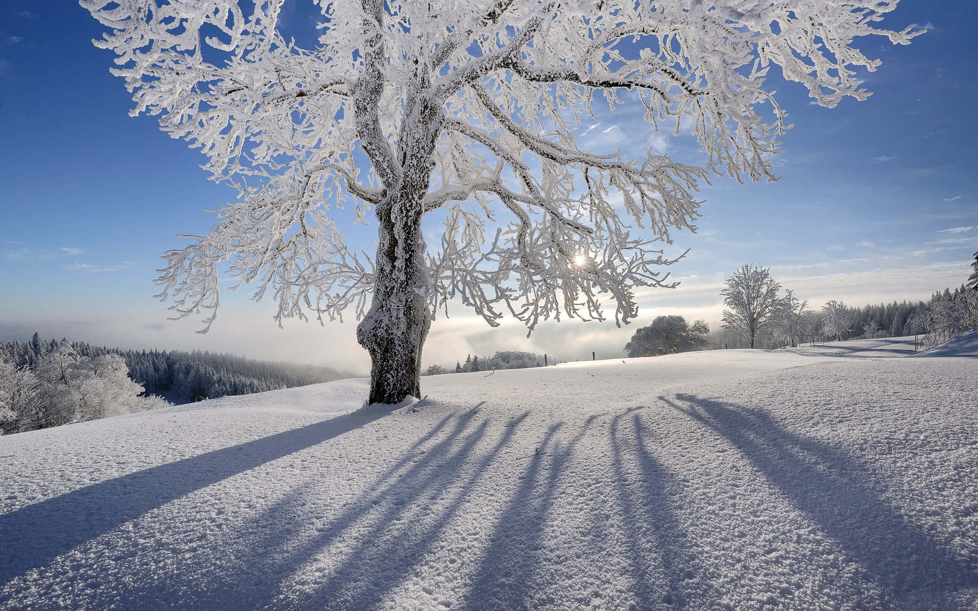 Silhuet af rimfrost-træ i vinterlandskab Wallpapers
