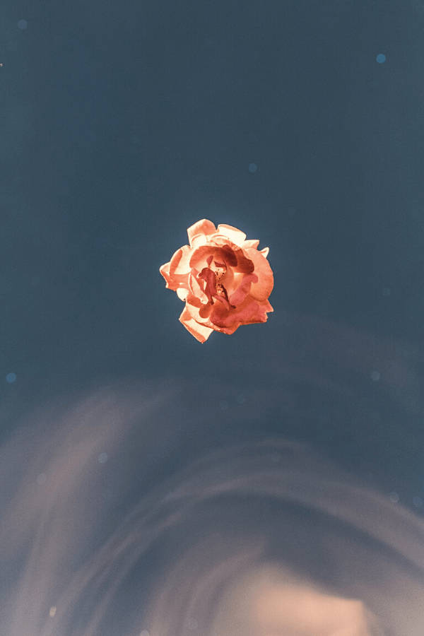 Simpel orange vintage blomsteræstetik Wallpapers