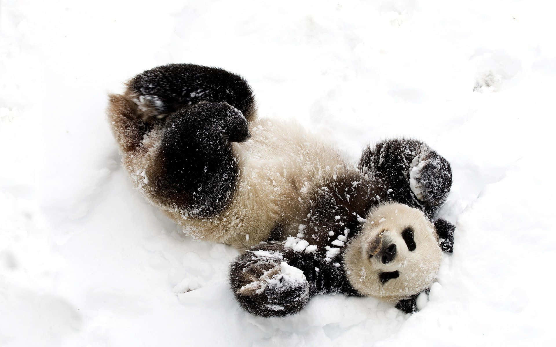 Sjov billede af sød panda der leger i sneen Wallpapers