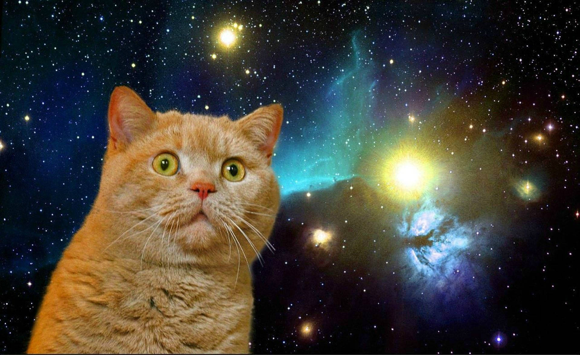 Sjov chokeret kat i galakse Wallpapers