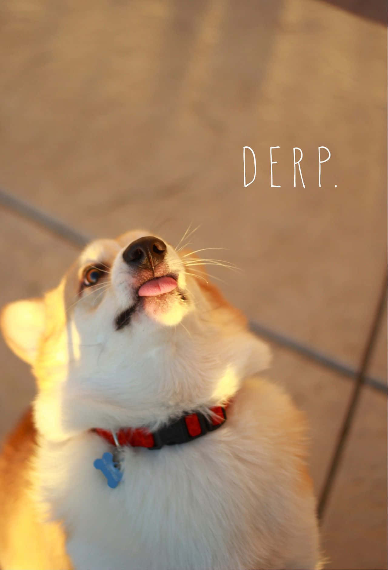 Sjov Corgi med tungen ud i gyldne time Wallpapers