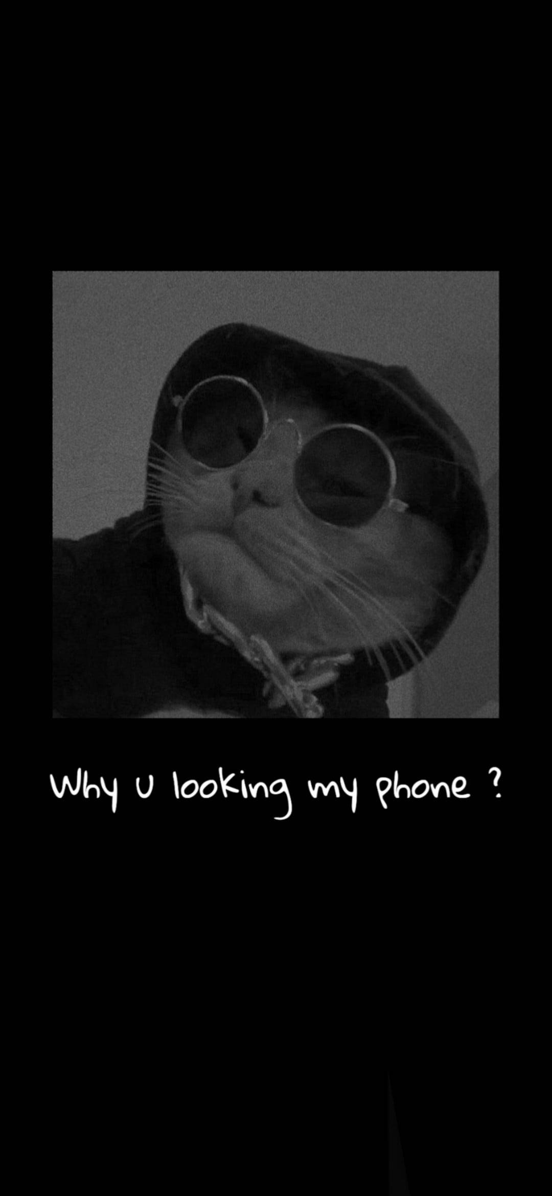 Sjov gangsterkat æstetik Wallpapers