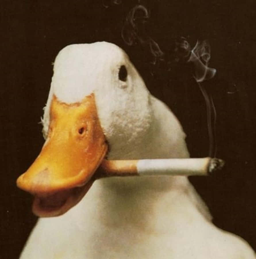 Sjov gås der ryger en cigaret Wallpapers