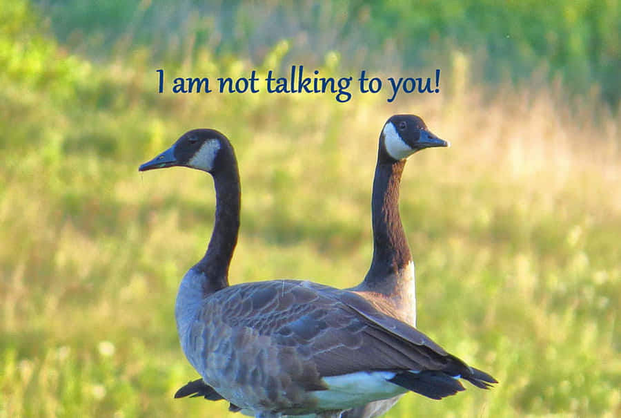 Sjov gås taler ikke til dig Wallpapers