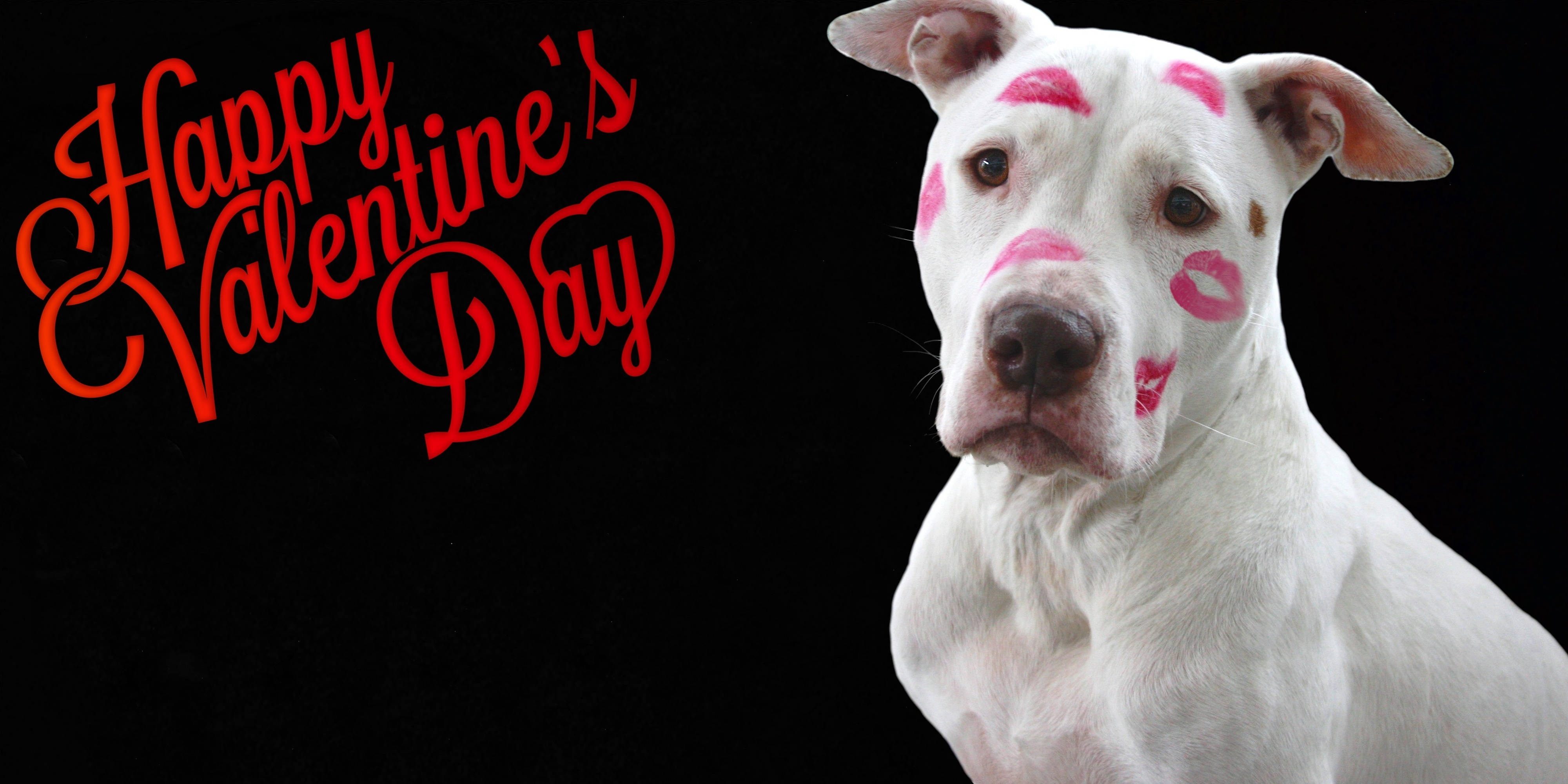 Valentinsdag sjov hund Wallpapers