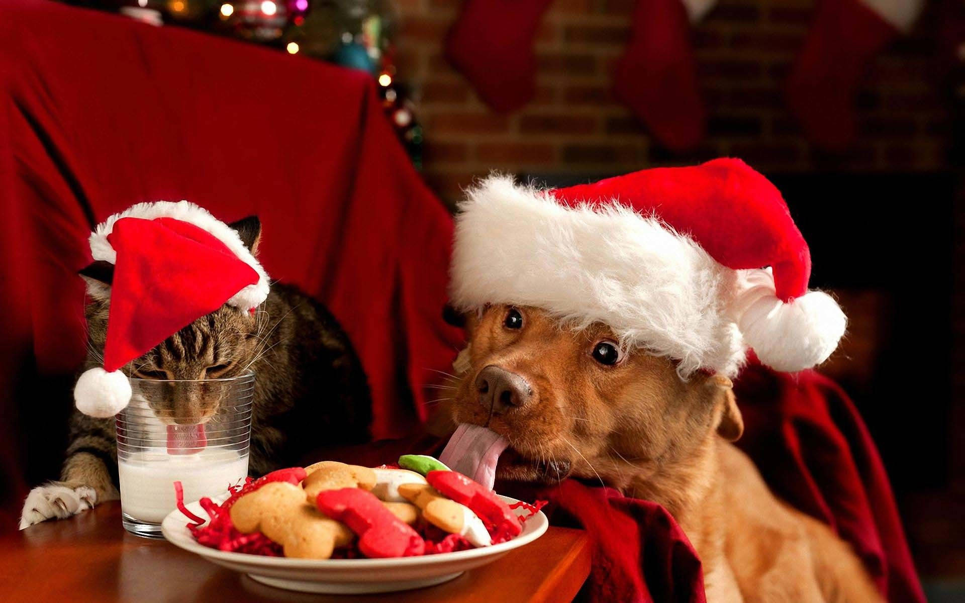 Sjov jul med kat og hund Wallpapers