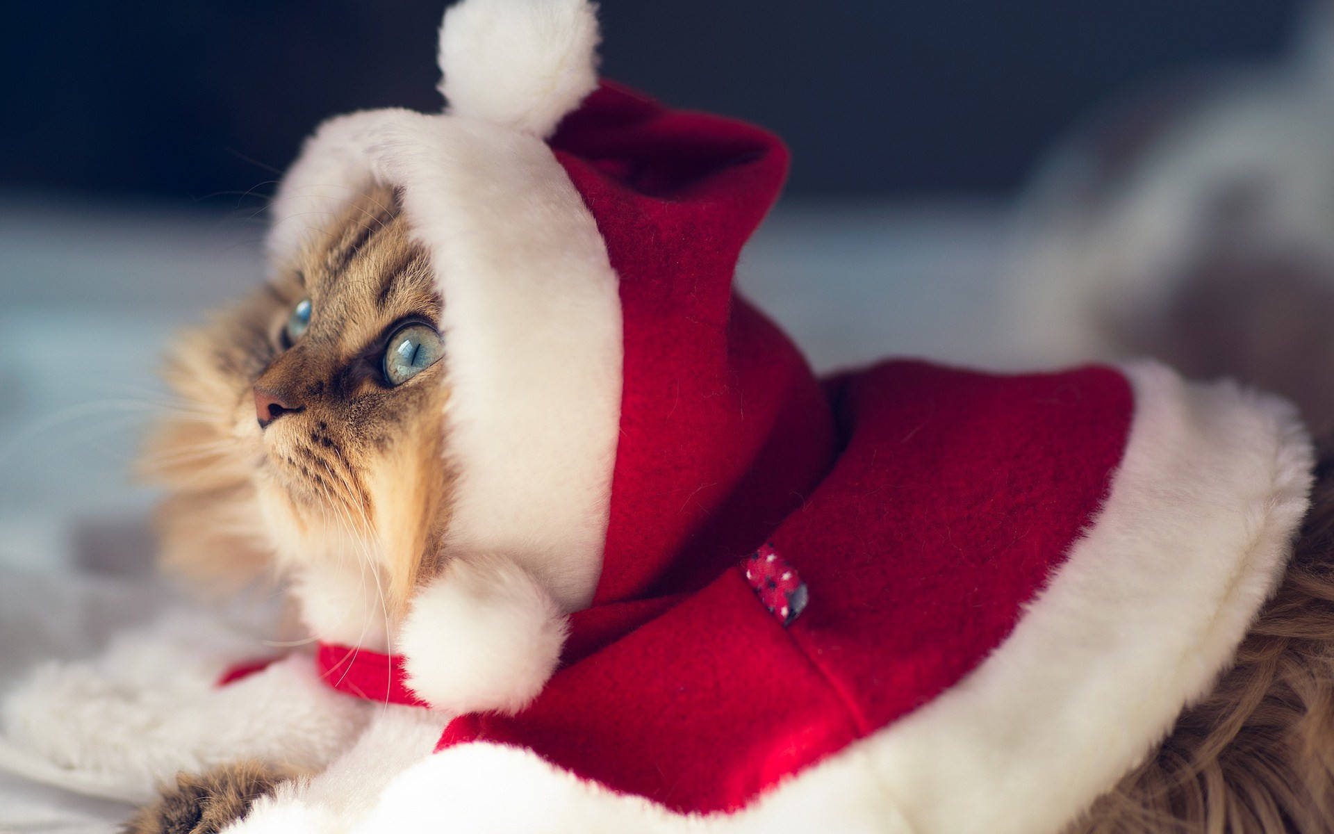 Sjov julebaggrund med kat i julemandskostume Wallpapers