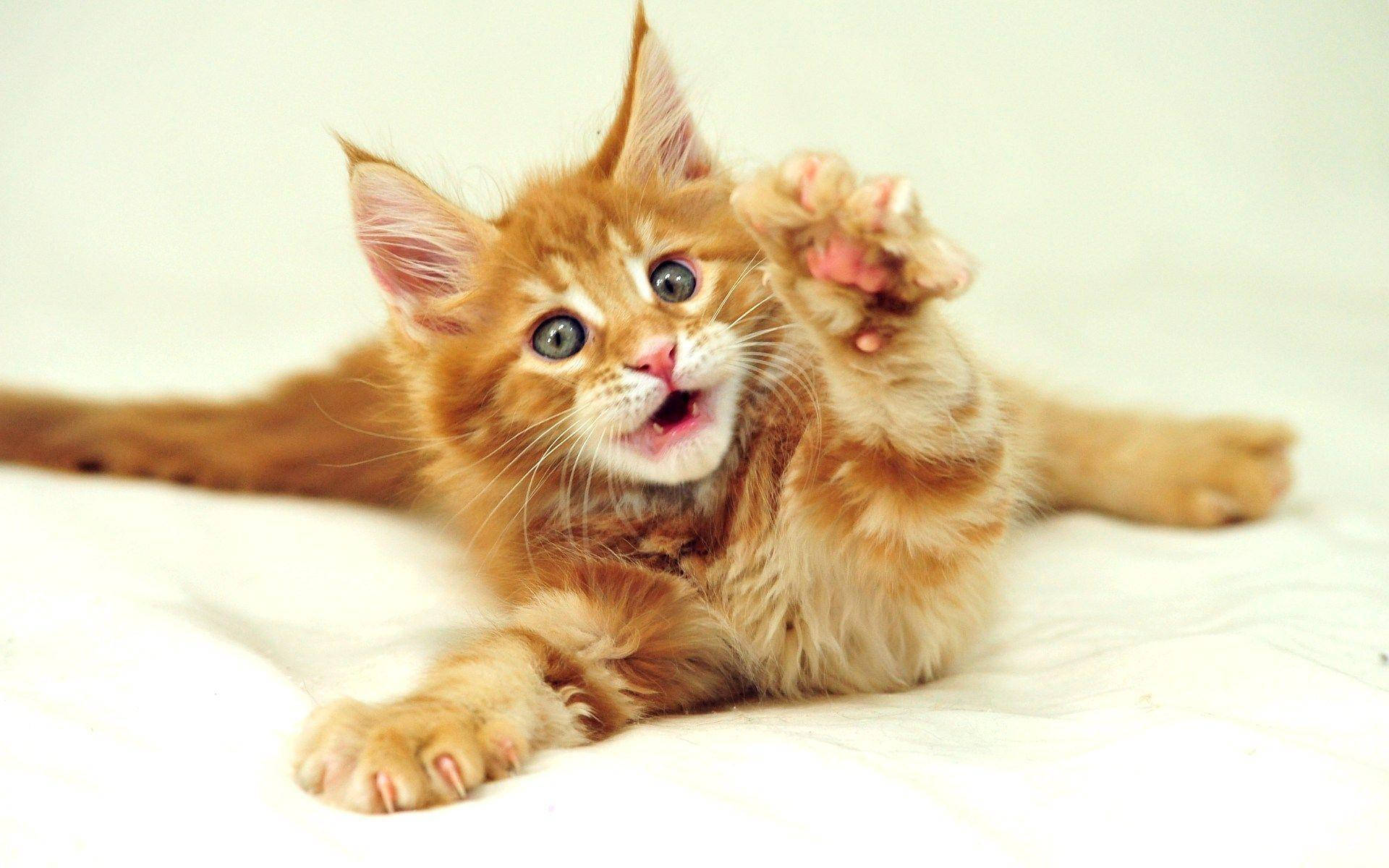 Sjov kat der beder om hjælp Wallpapers