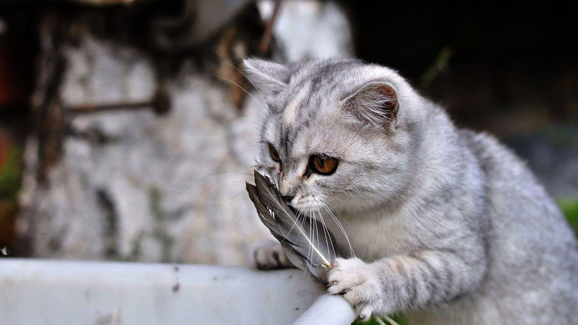 Sjov kat der snuser til fjer Wallpapers