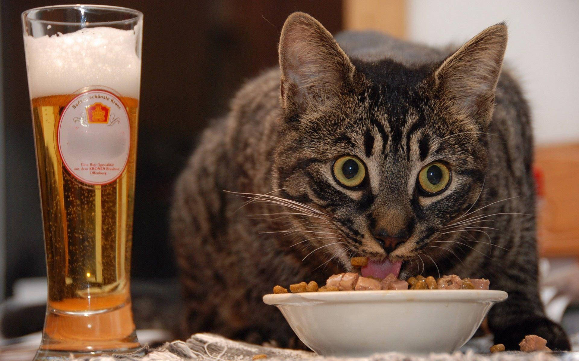 Sjov kat der spiser og drikker Wallpapers