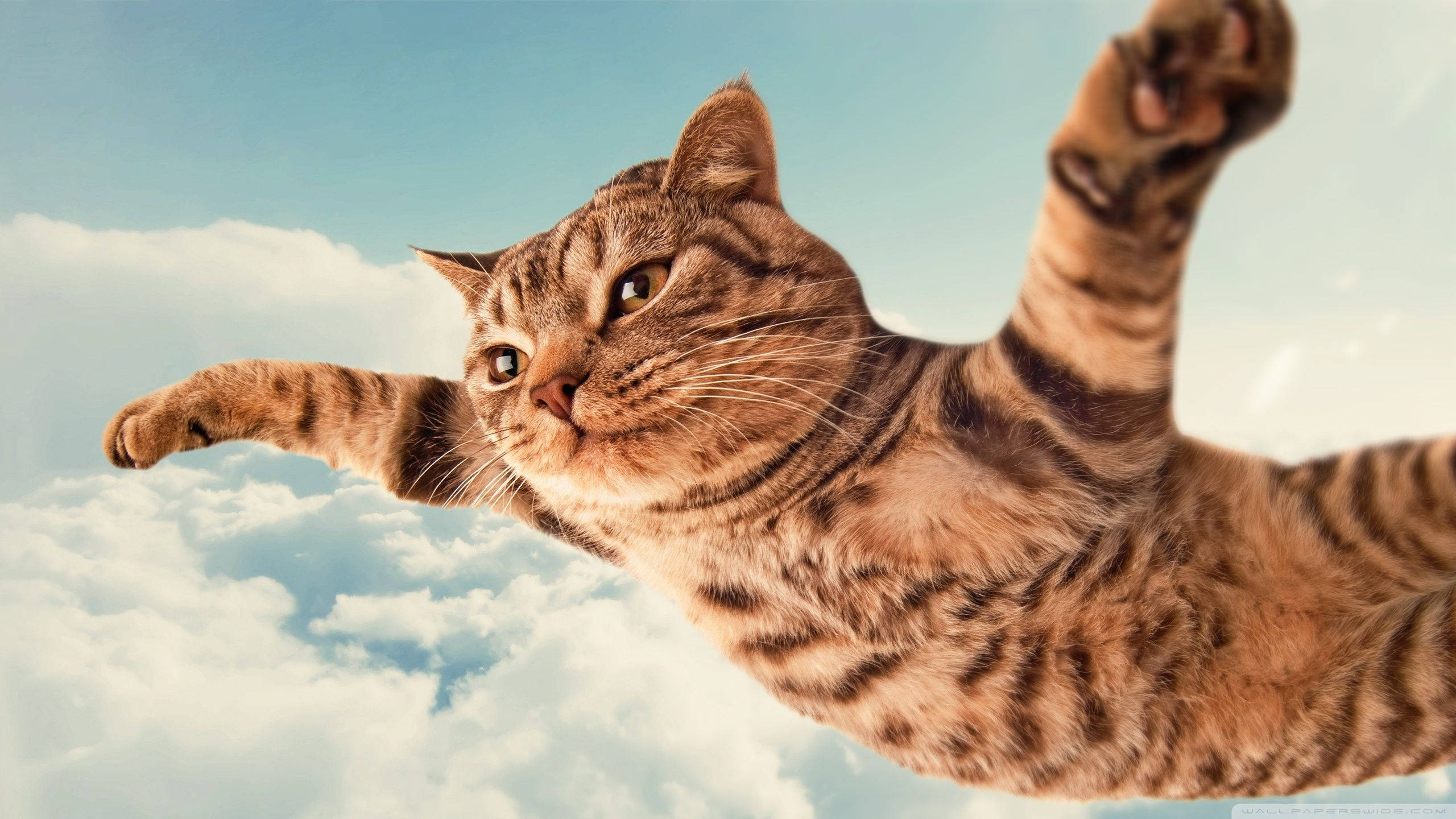 Sjov kat flyver fredeligt Wallpapers