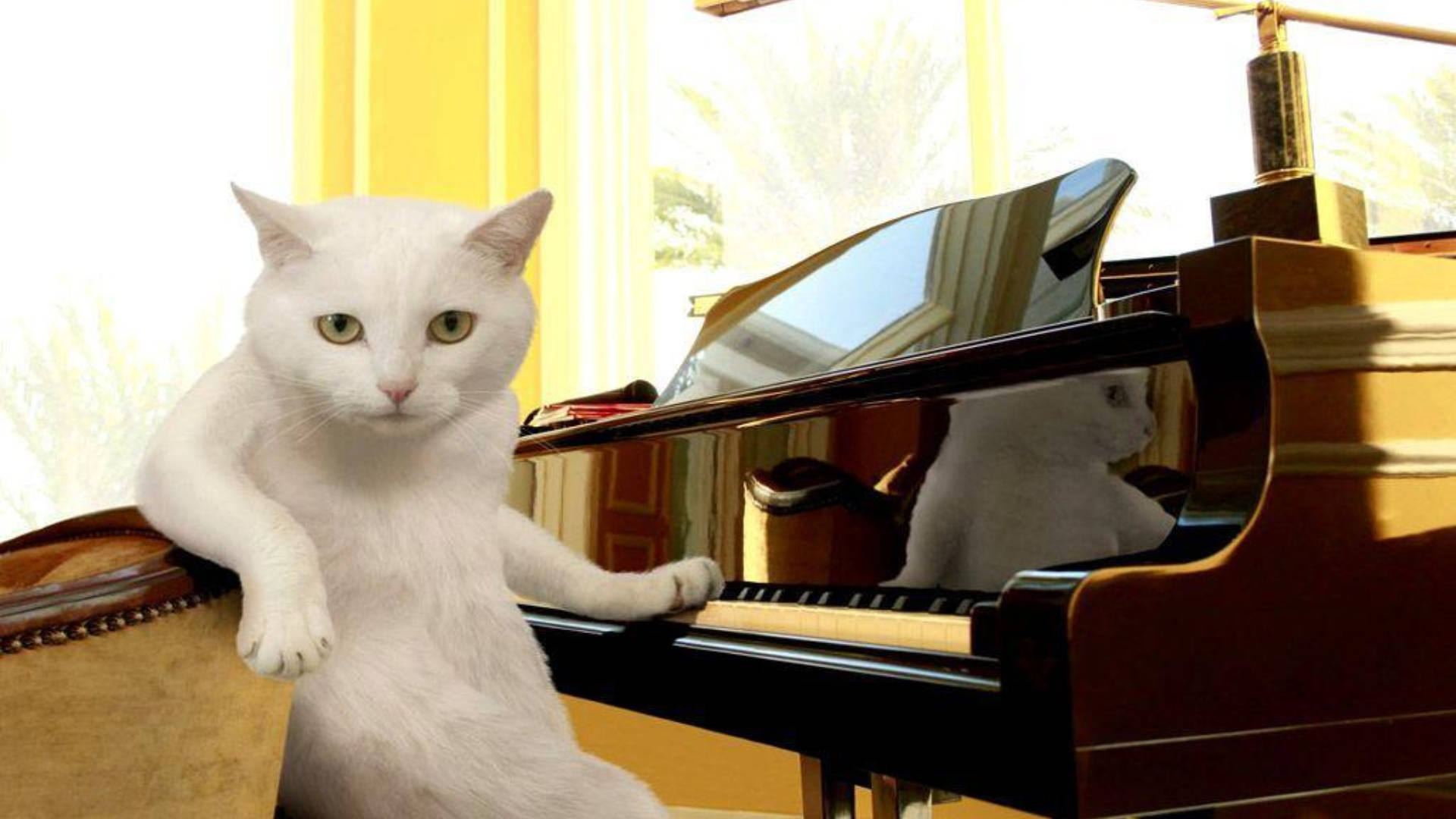 Sjov kat foran klaver Wallpapers
