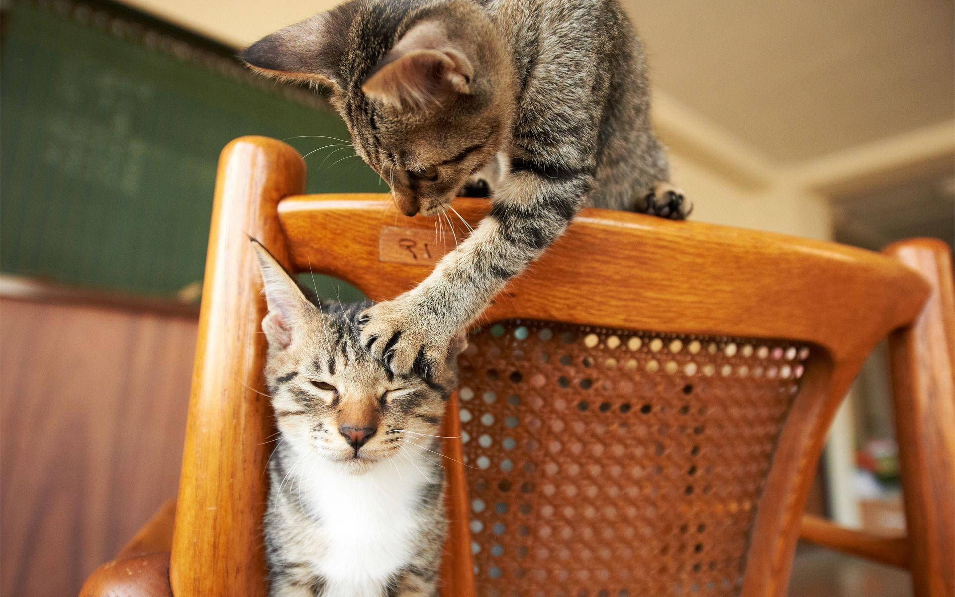Sjov kat kradser en anden kat Wallpapers