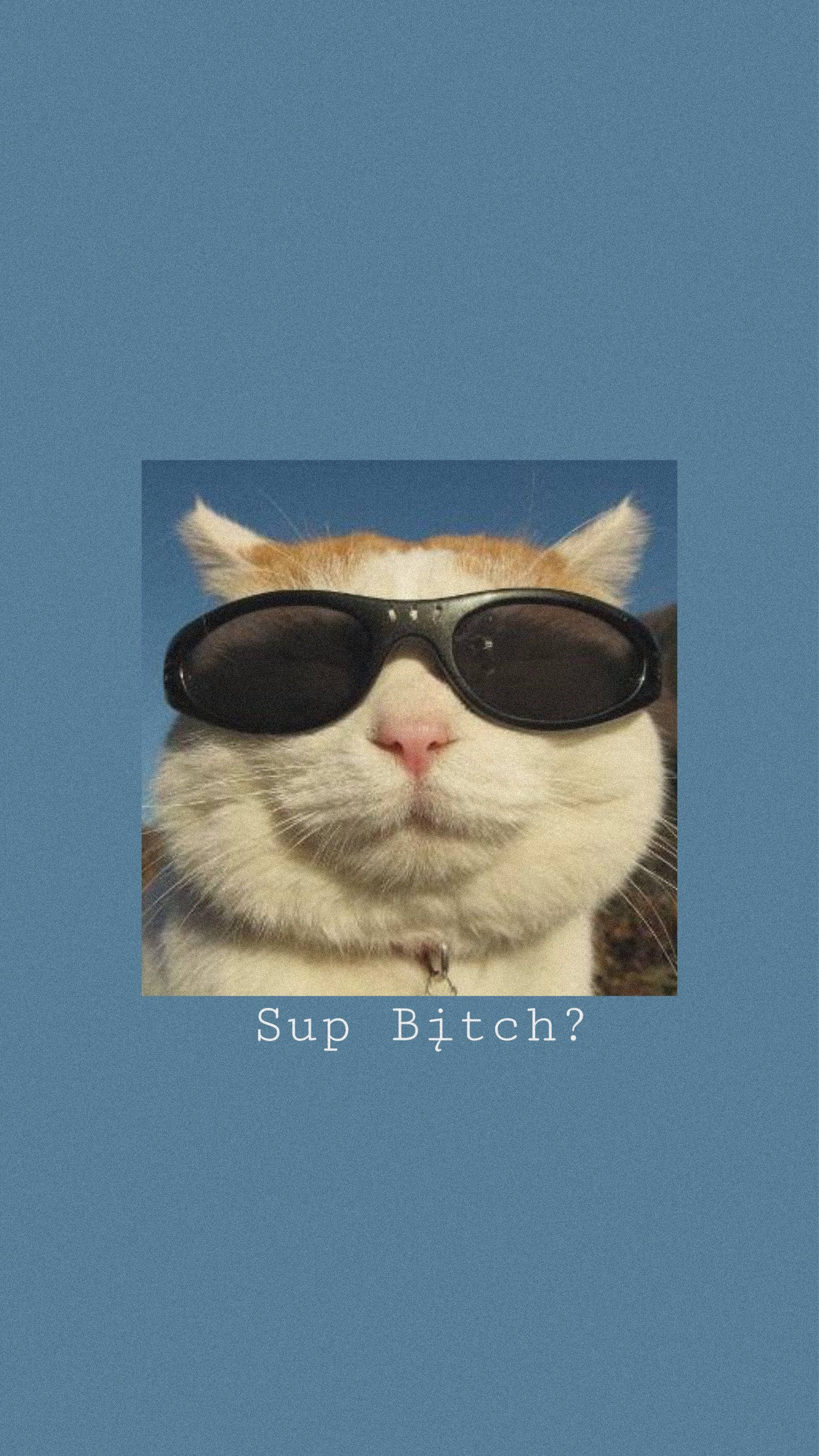 Sjov kat med æstetiske solbriller Wallpapers