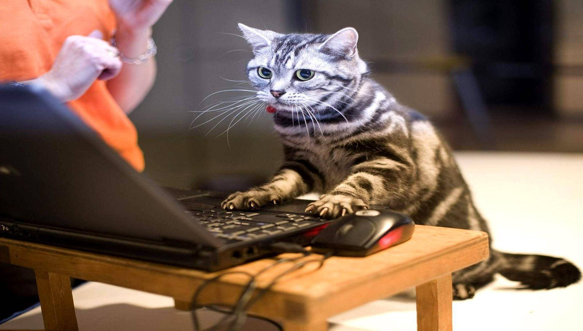 Sjov kat ved computer Wallpapers