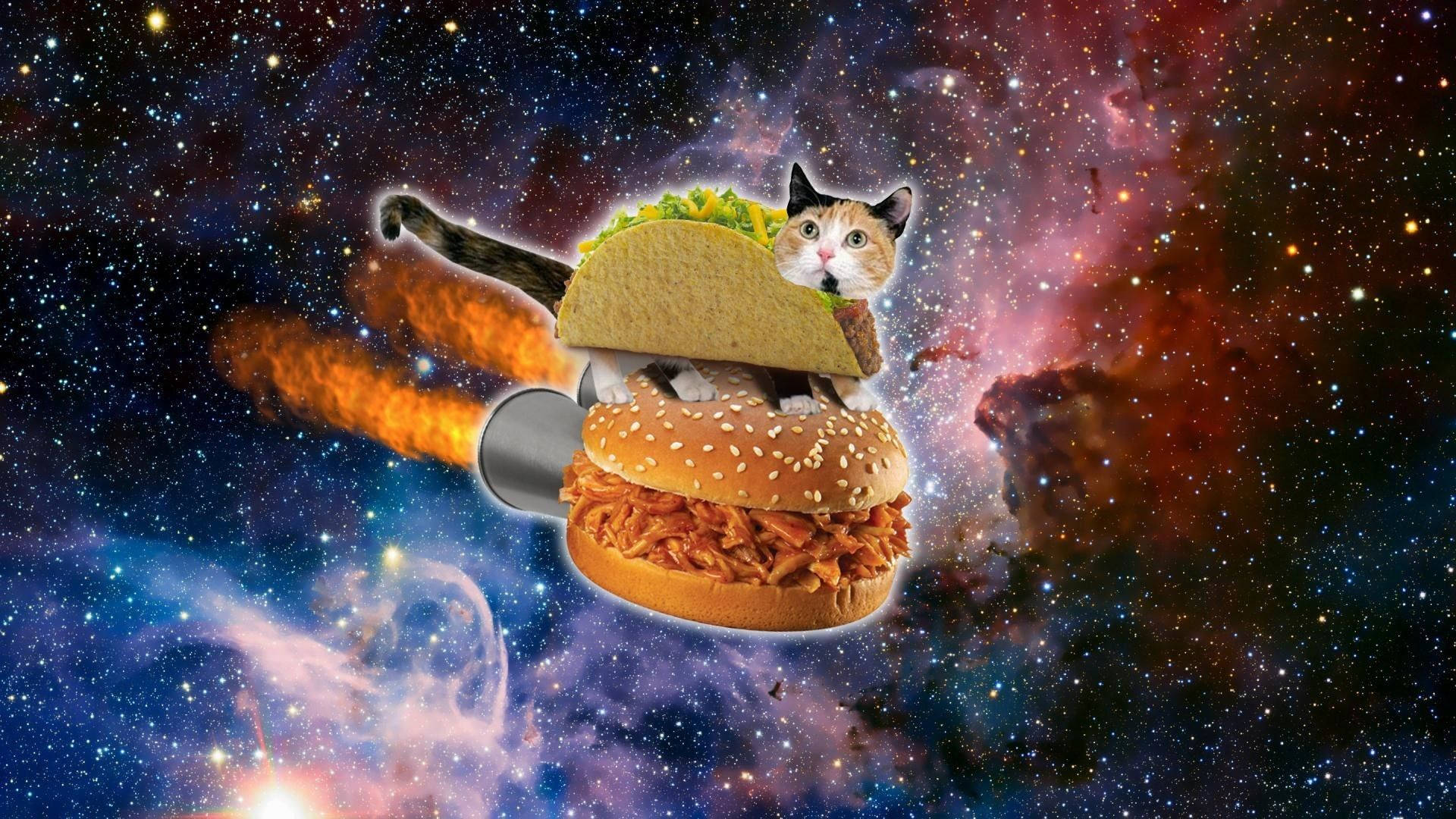 Sjov katteburger i rummet Wallpapers