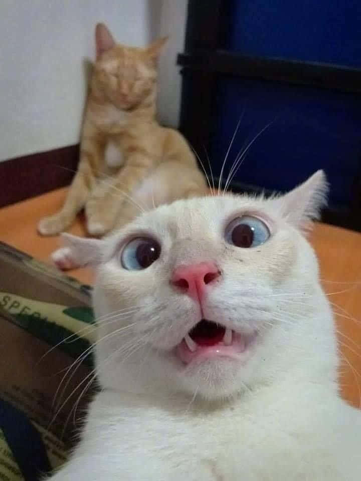 Sjov og sød kat med fjollet chokeret ansigt tager selfie Wallpapers