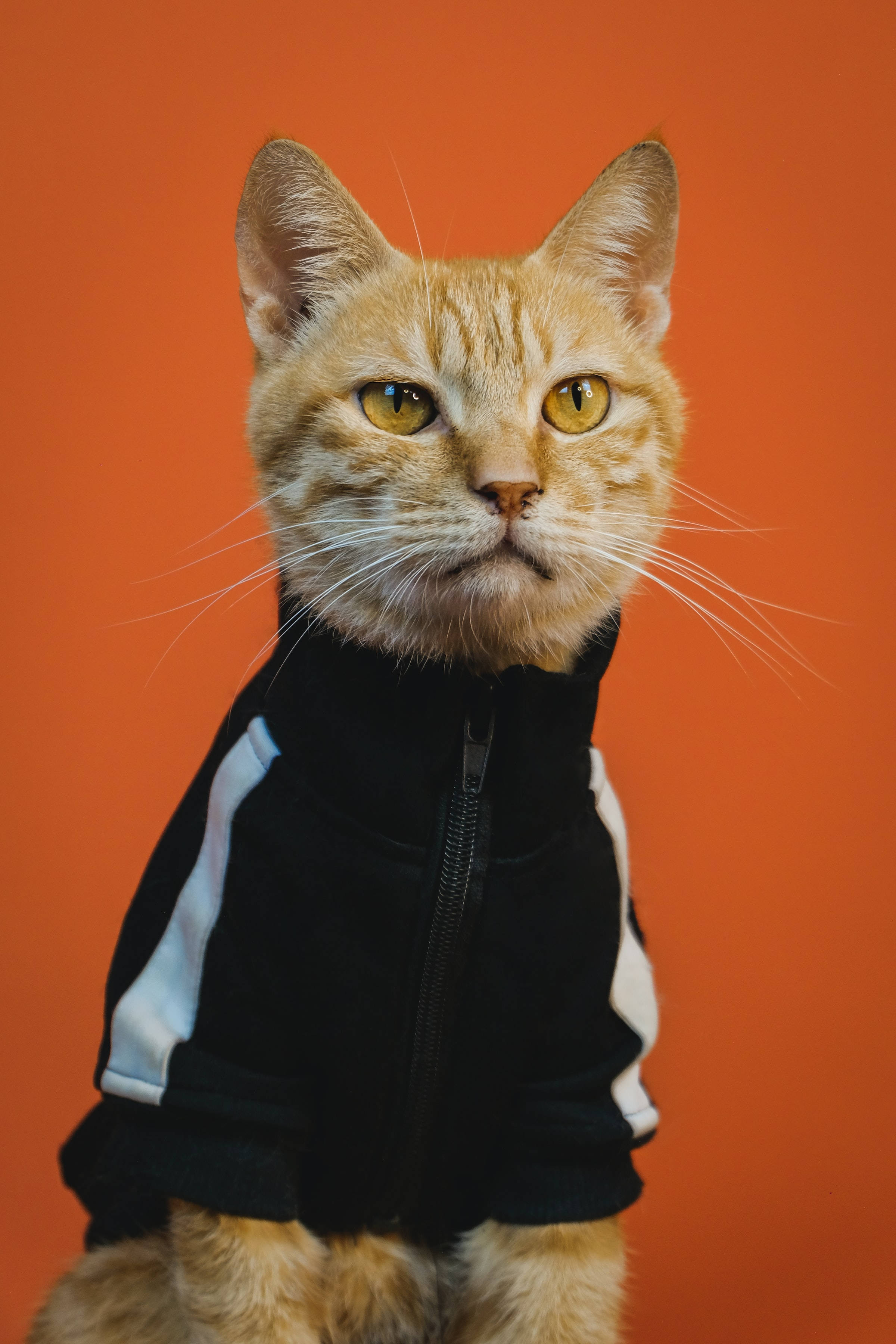 Sjov orange tabbykat PFP Wallpapers