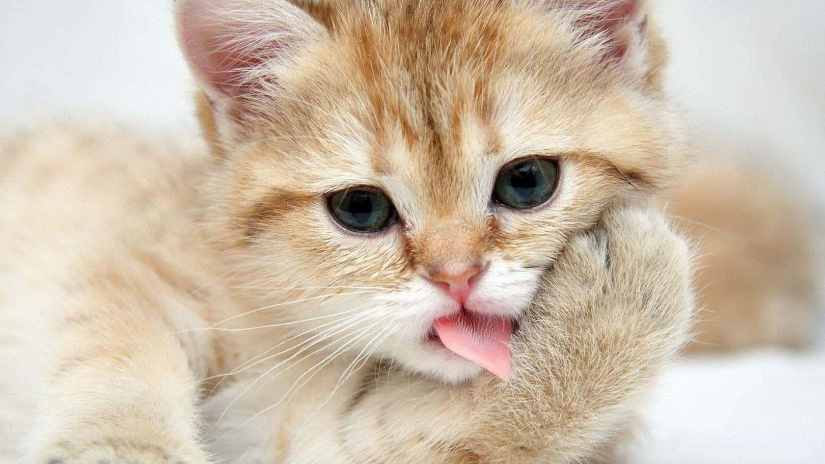 Sjov sød kat Munchkin-kat Wallpapers